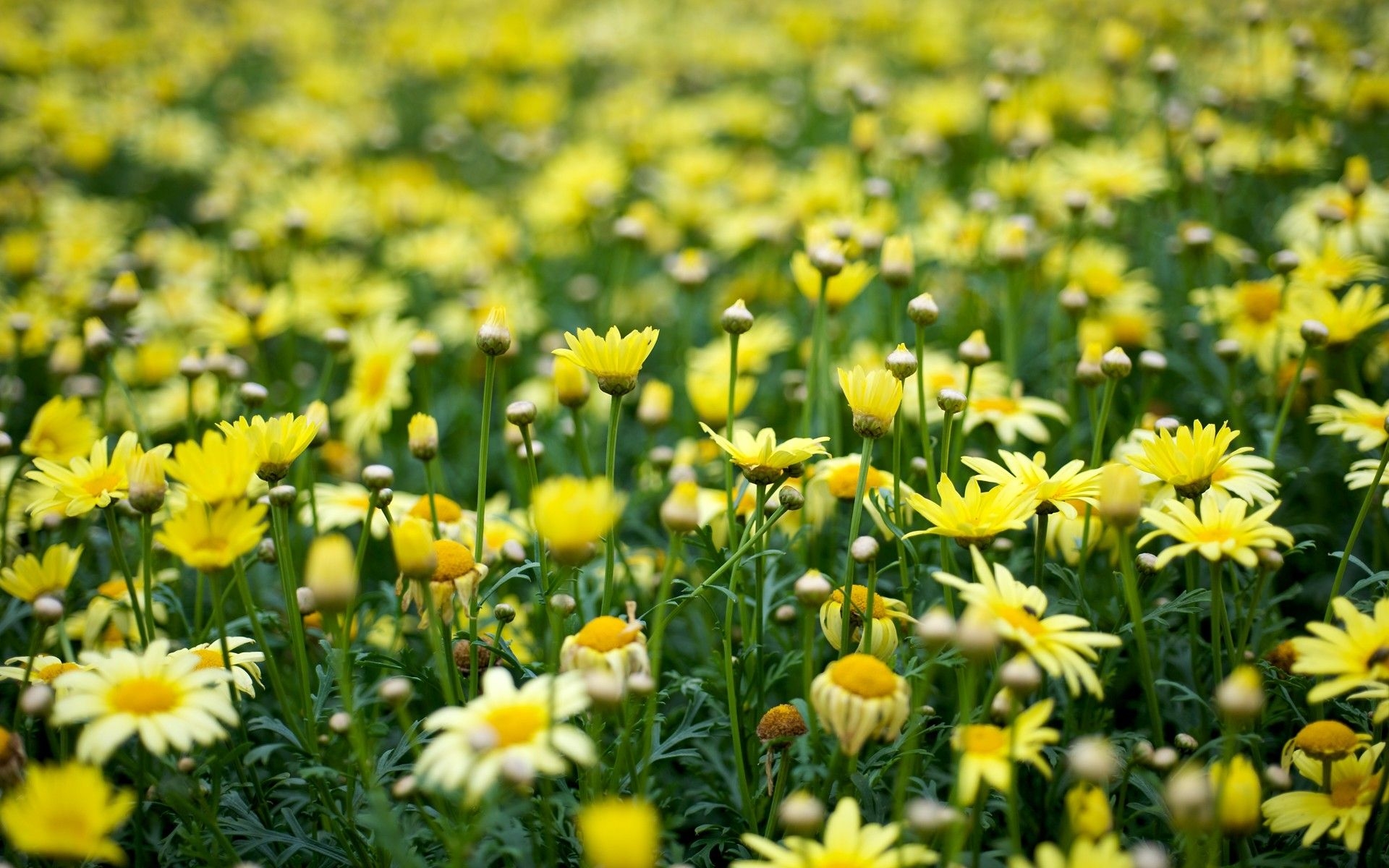1920x1200 Search, flowers, yellow, Desktop