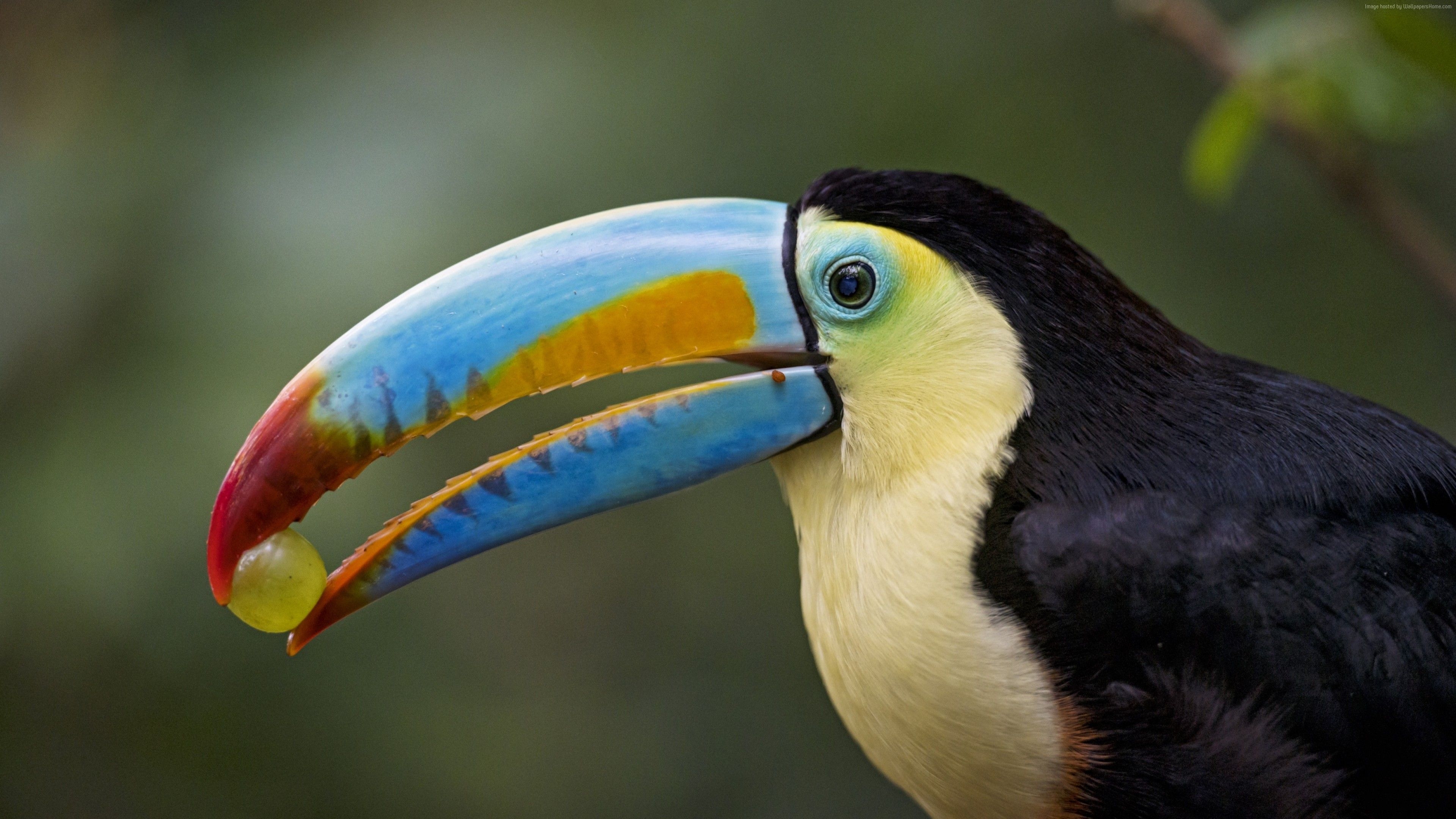 3840x2160 Wallpaper Toucan, bird, 4K, Animals Wallpaper Download, Desktop