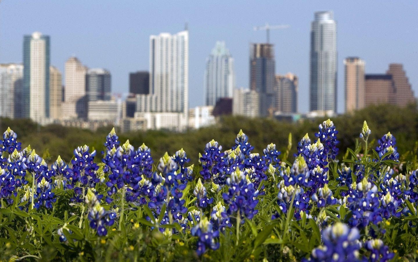 1440x910 Bluebonnet Wallpaper, Desktop