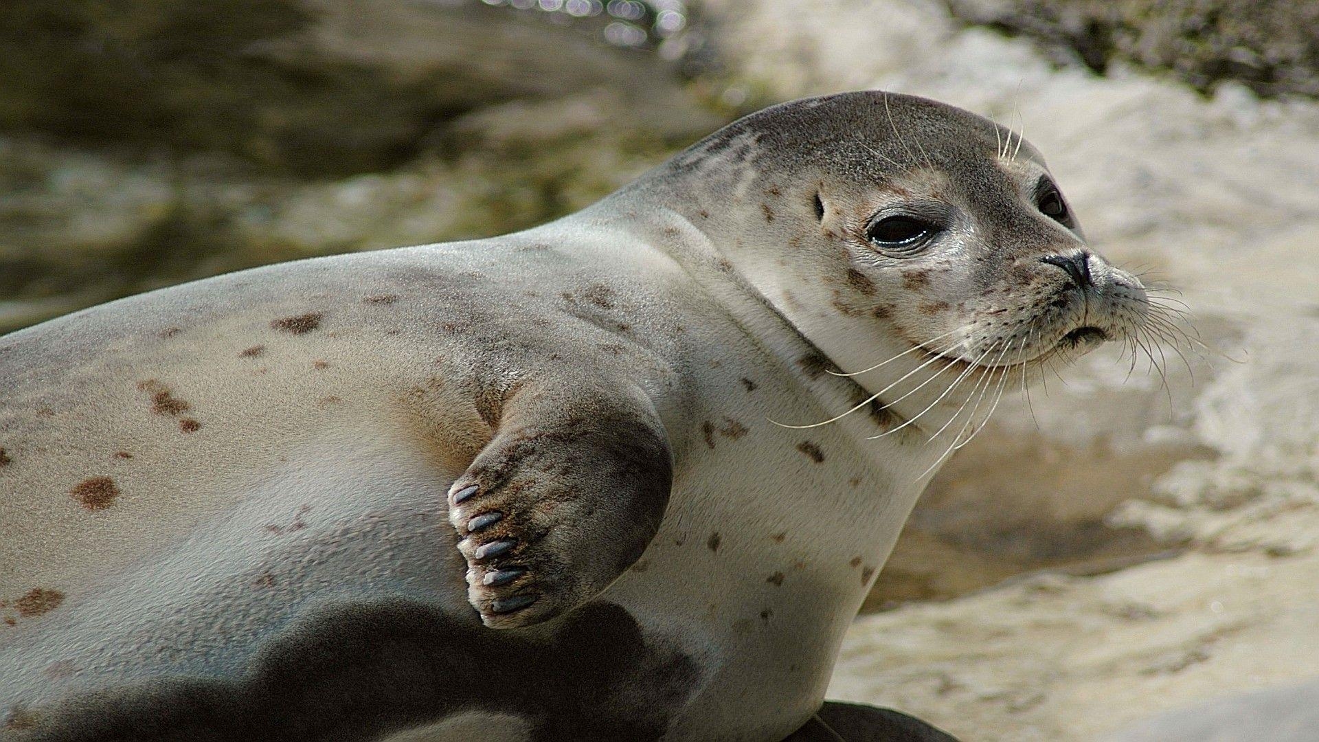 1920x1080 Sea Lion Pup, Desktop