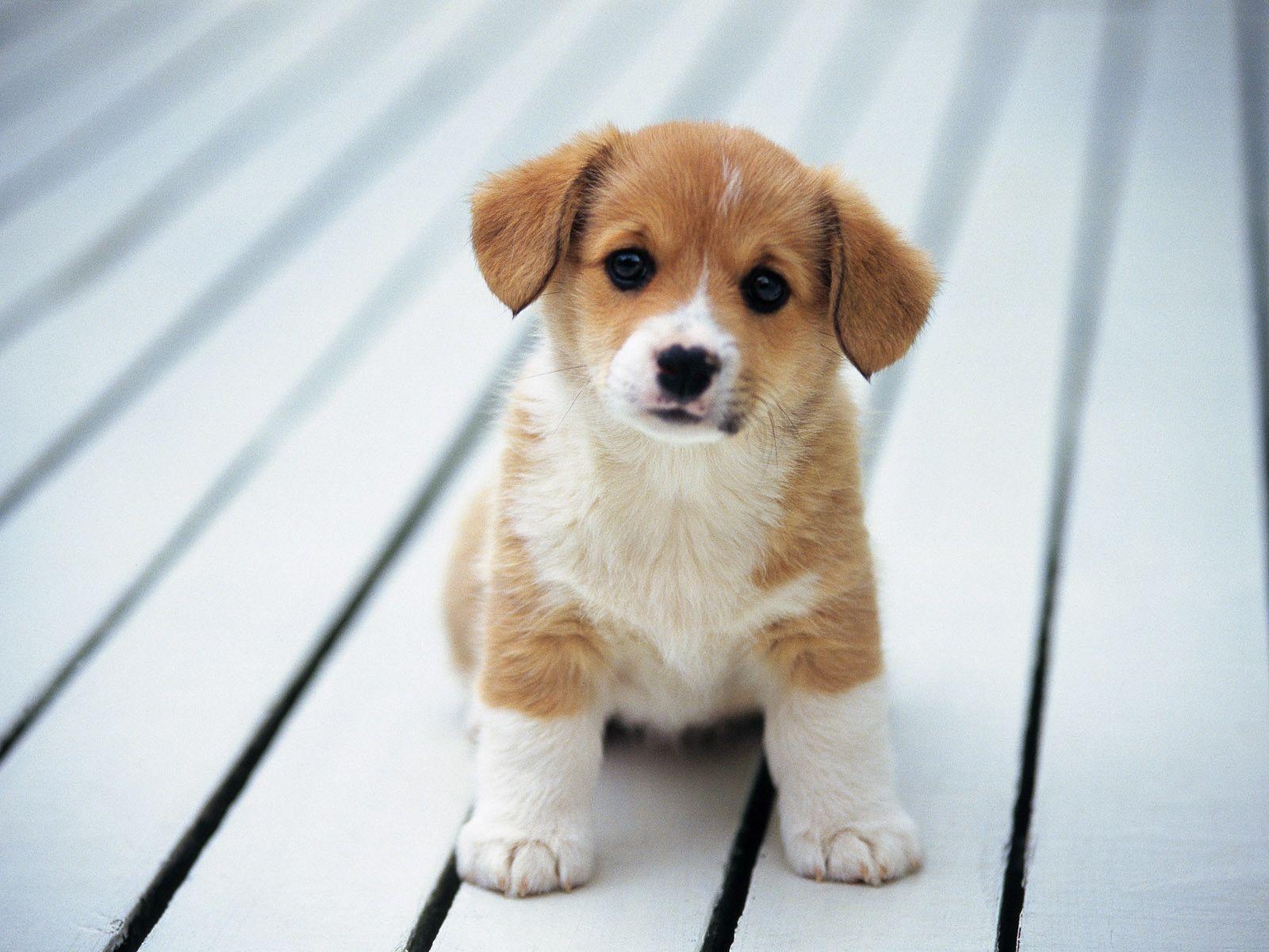 1600x1200 Puppy Wallpaper, Desktop