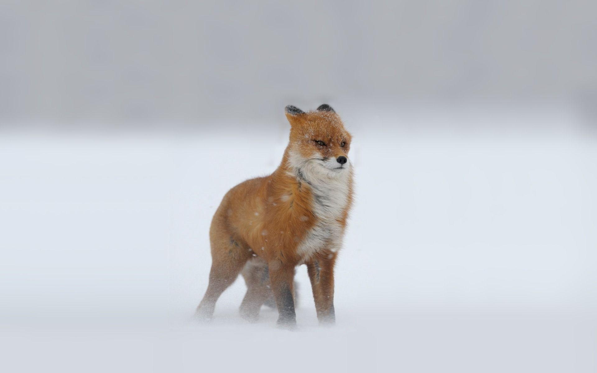 1920x1200 Red Fox Art Wallpaper Desktop Earthly Wallpaper 1080p, Desktop