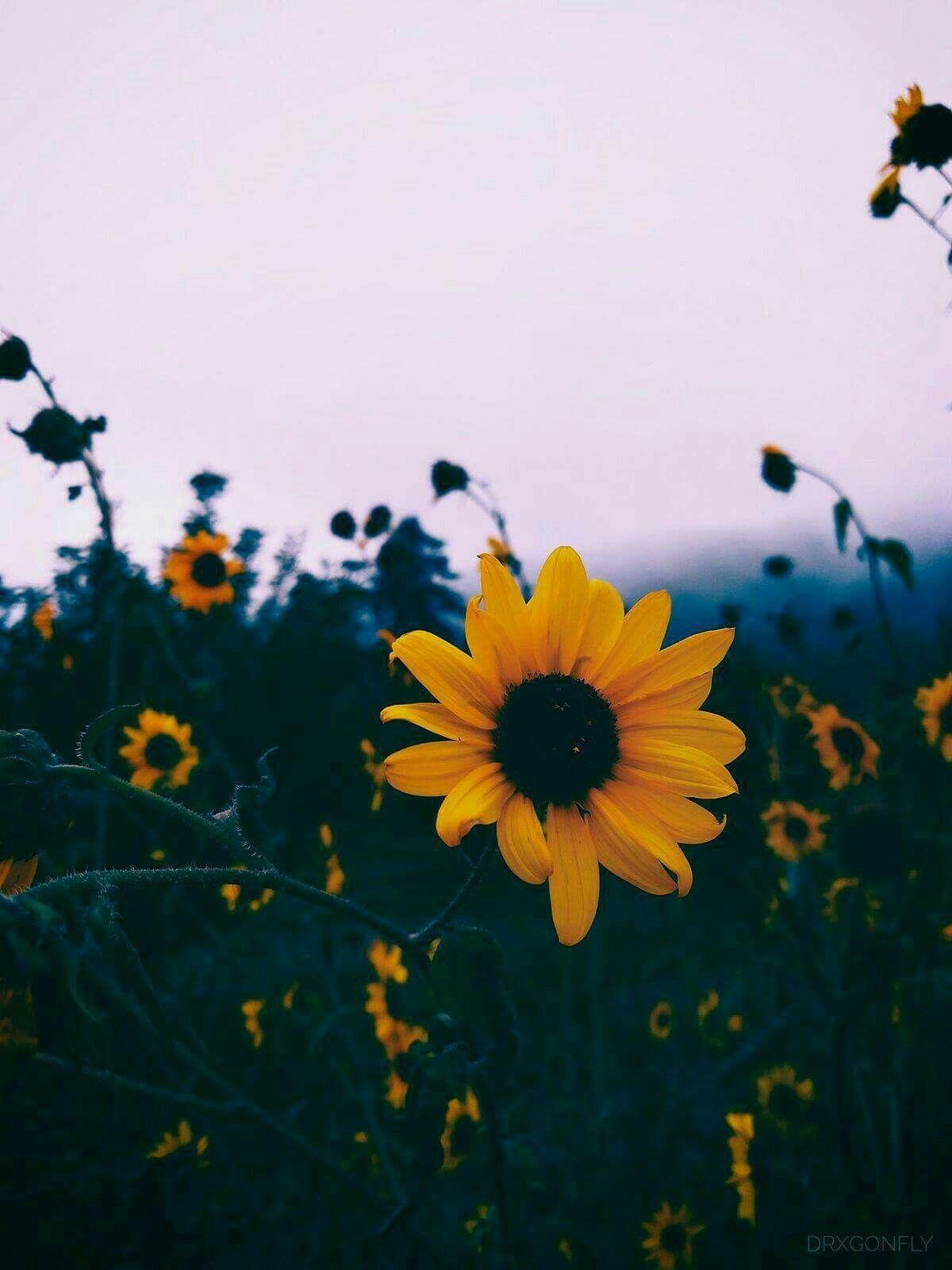 1200x1600 Sunflower Aesthetic Wallpaper Free Sunflower, Phone