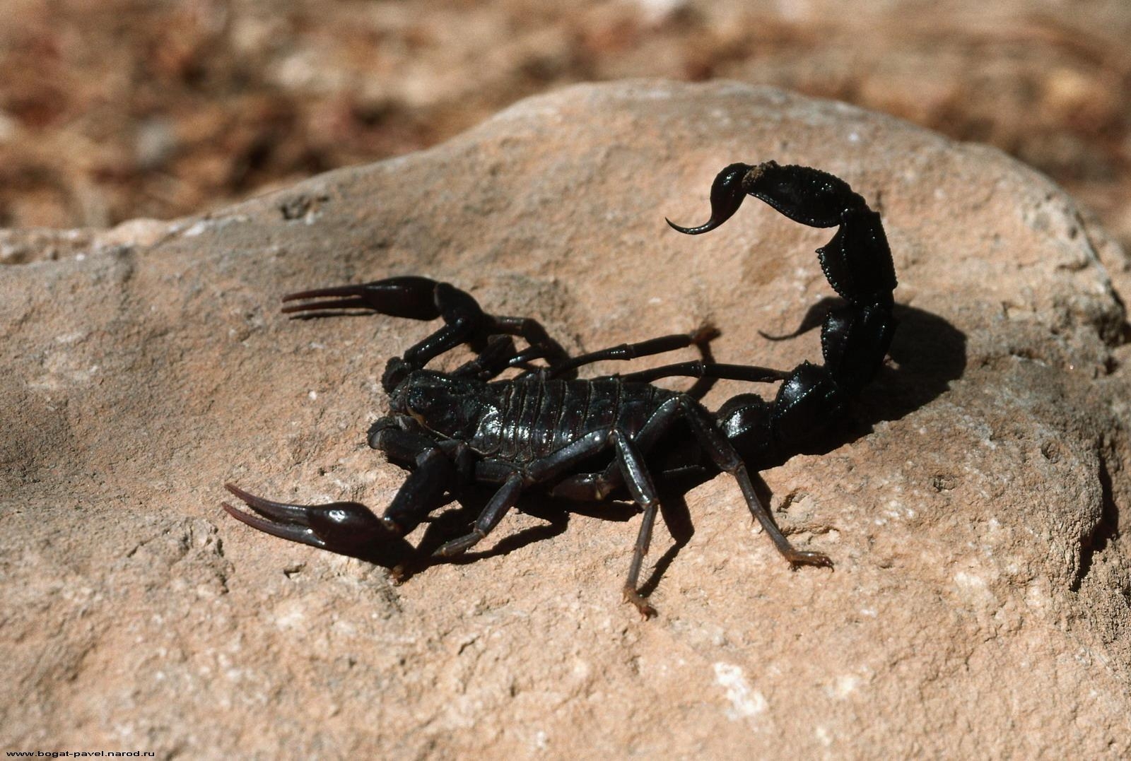 1600x1080 image Insects Scorpions Animals, Desktop