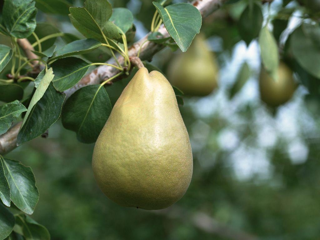 1030x770 Fruit Photography, Pears, Fresh Pears on trees, Japanese Pears, Desktop