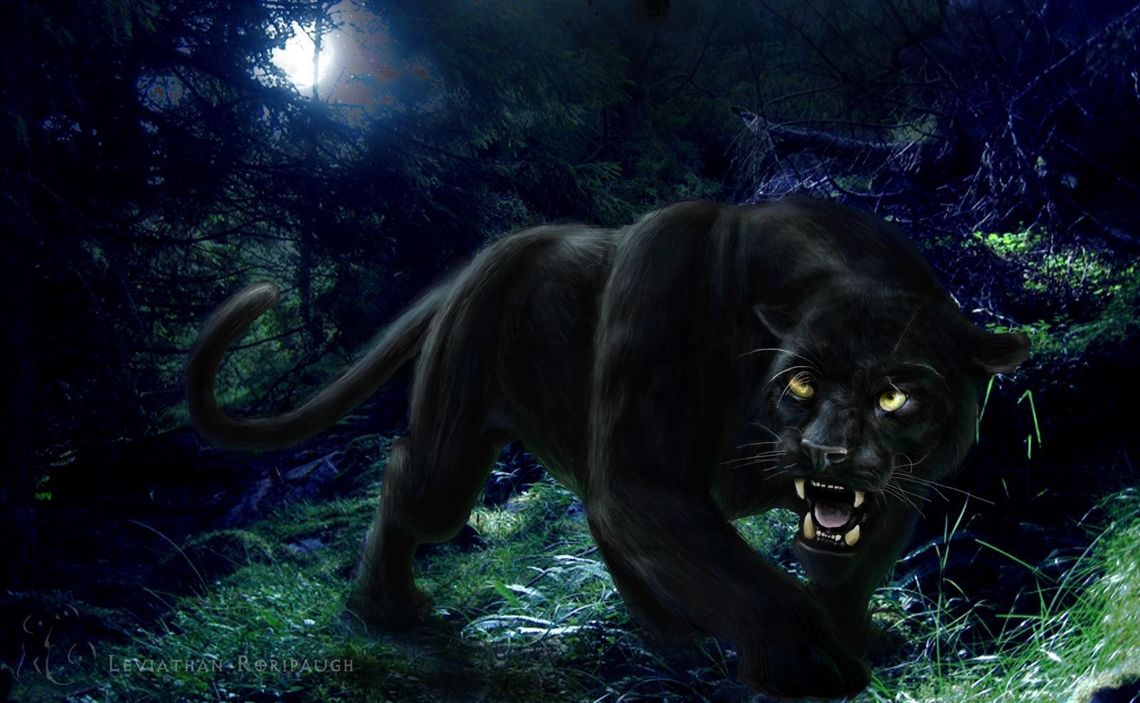 1600x990 Black Panther HD Wallpaper, Black Panther, Wild Animal, Wild Black, Desktop