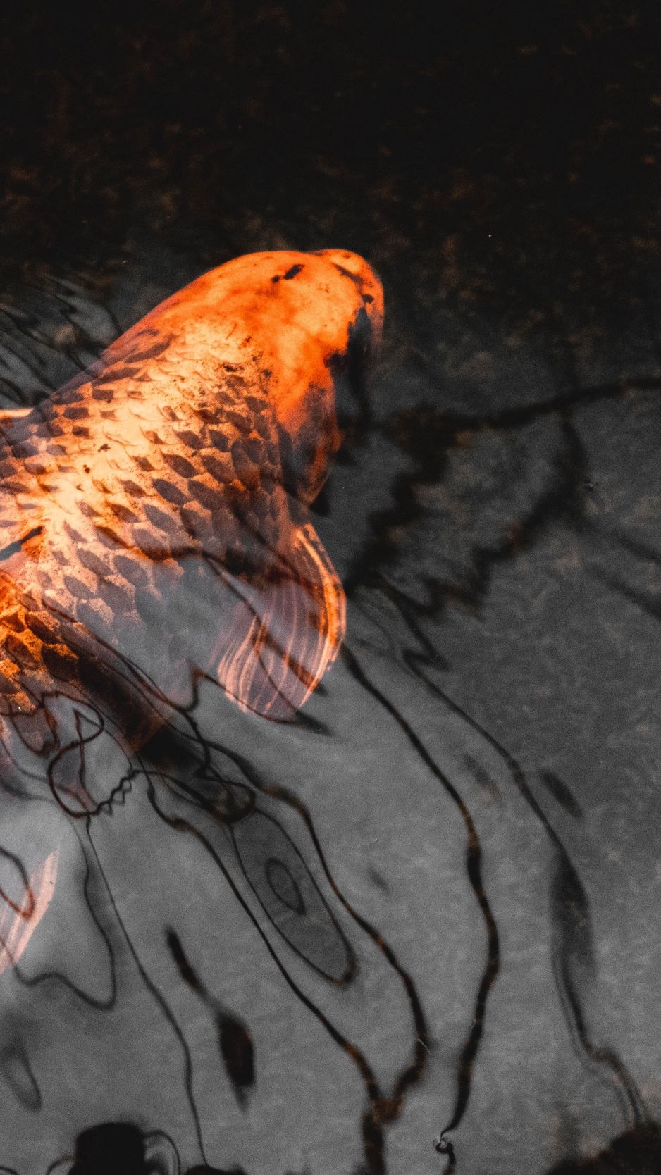 940x1670 Download wallpaper  koi, carp, Phone