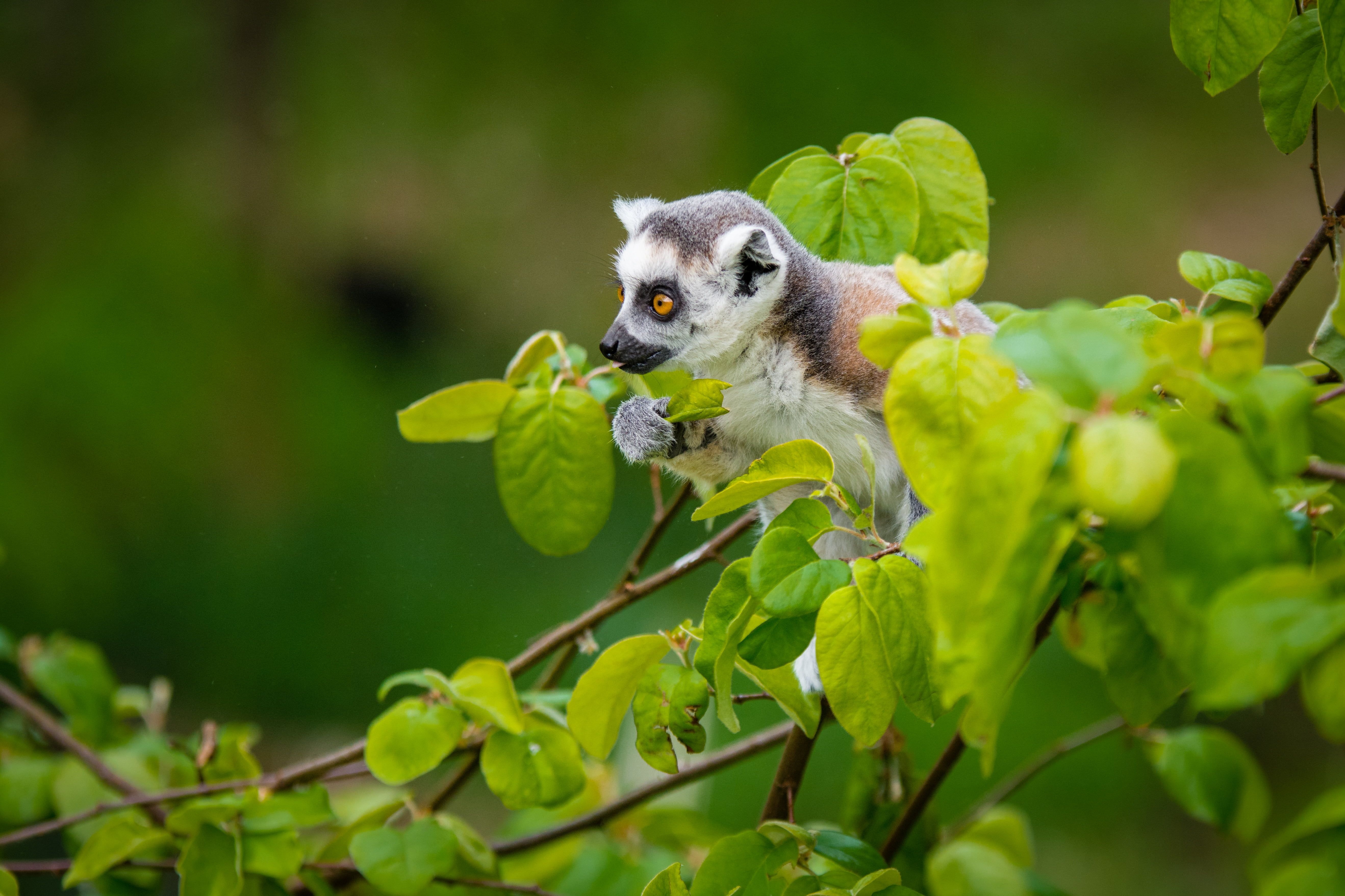 5280x3520 White And Brown Sugar Glider On Green Tree, Ring Tailed Lemur HD, Desktop