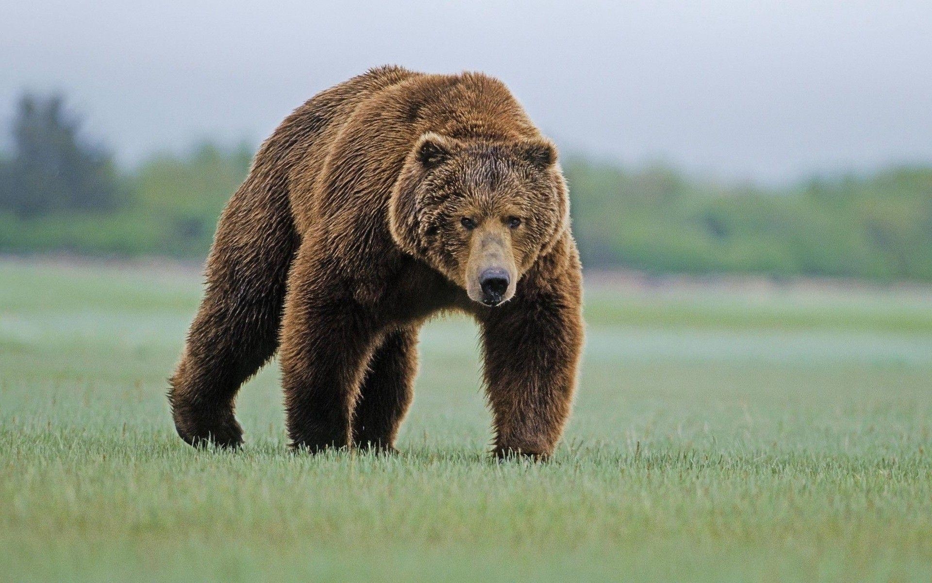 1920x1200 bears, Nature, Animals, Grizzly Bear, Grizzly Bears Wallpaper HD, Desktop