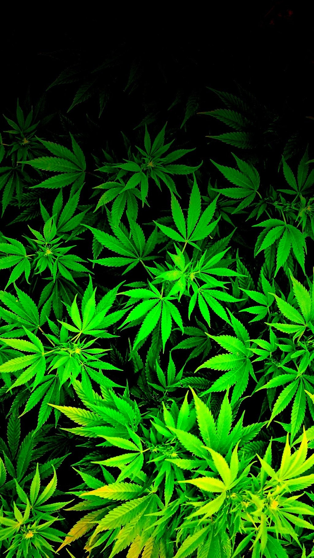 1030x1820 Free download iPod iPhone weed marijuana cannabis Wallpaper by thetruemask on [] for your Desktop, Mobile & Tablet. Explore Free Wallpaper of Weed. Live Weed Wallpaper That Move, Dope, Phone