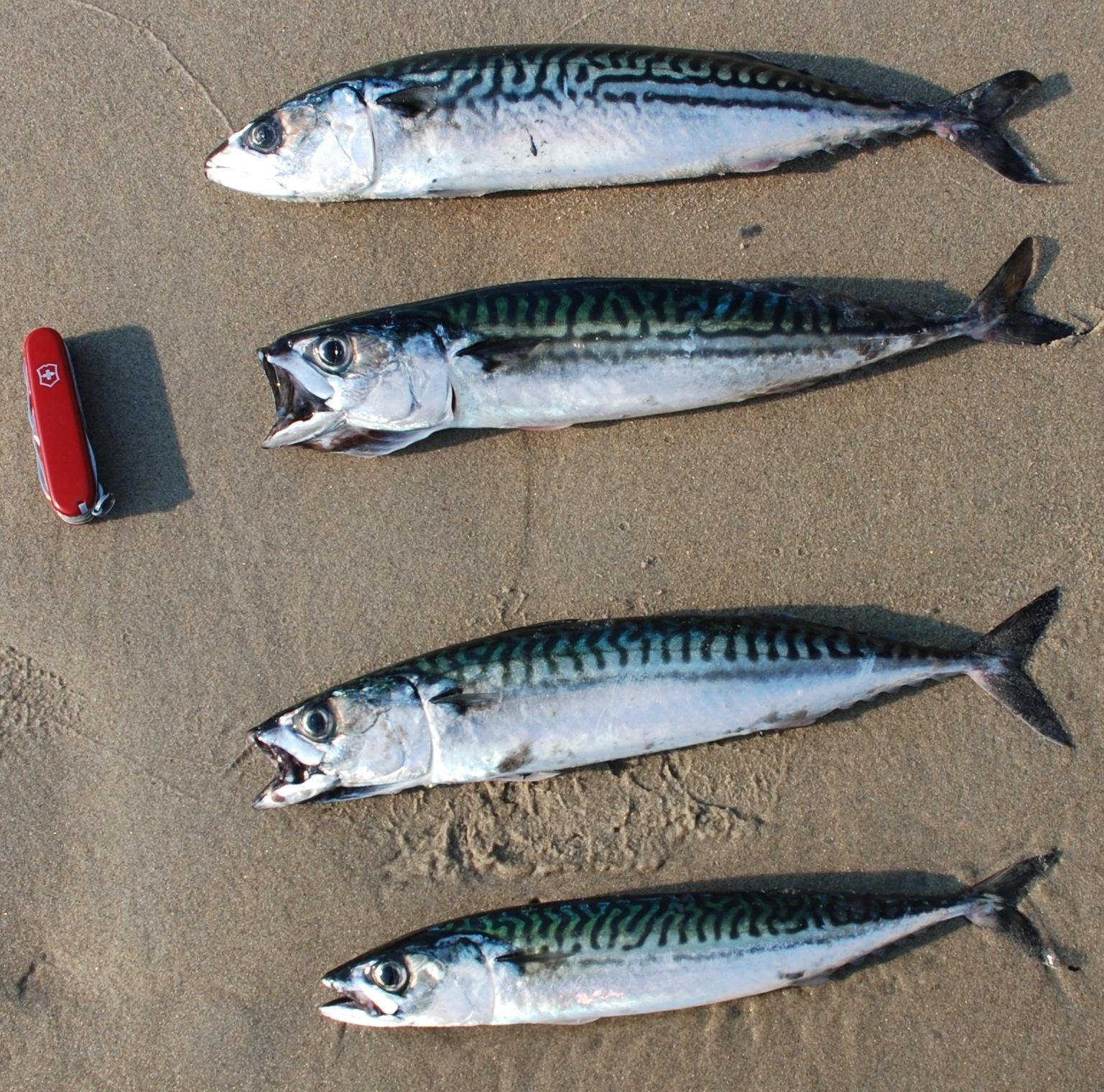 1540x1520 Fish of the week: Atlantic Mackerel Scomber Scombrus, Desktop
