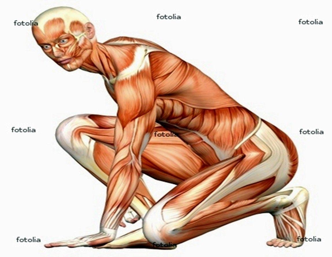 1150x890 Misc: Human Body Anatomy Wallpaper Picture HD for HD 16:9 High, Desktop