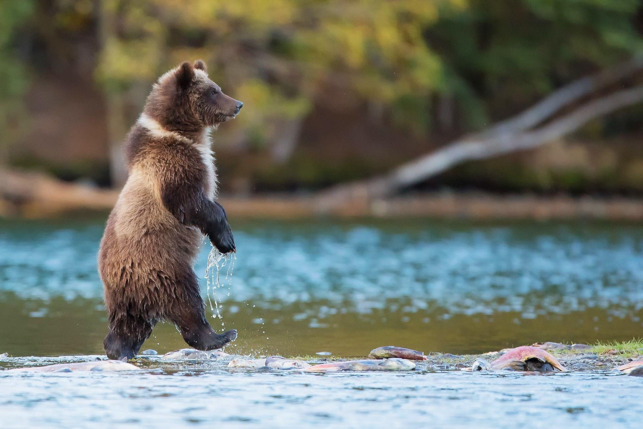 2050x1370 bears, Nature, Animals, River, Baby Animals, Grizzly Bears, Desktop