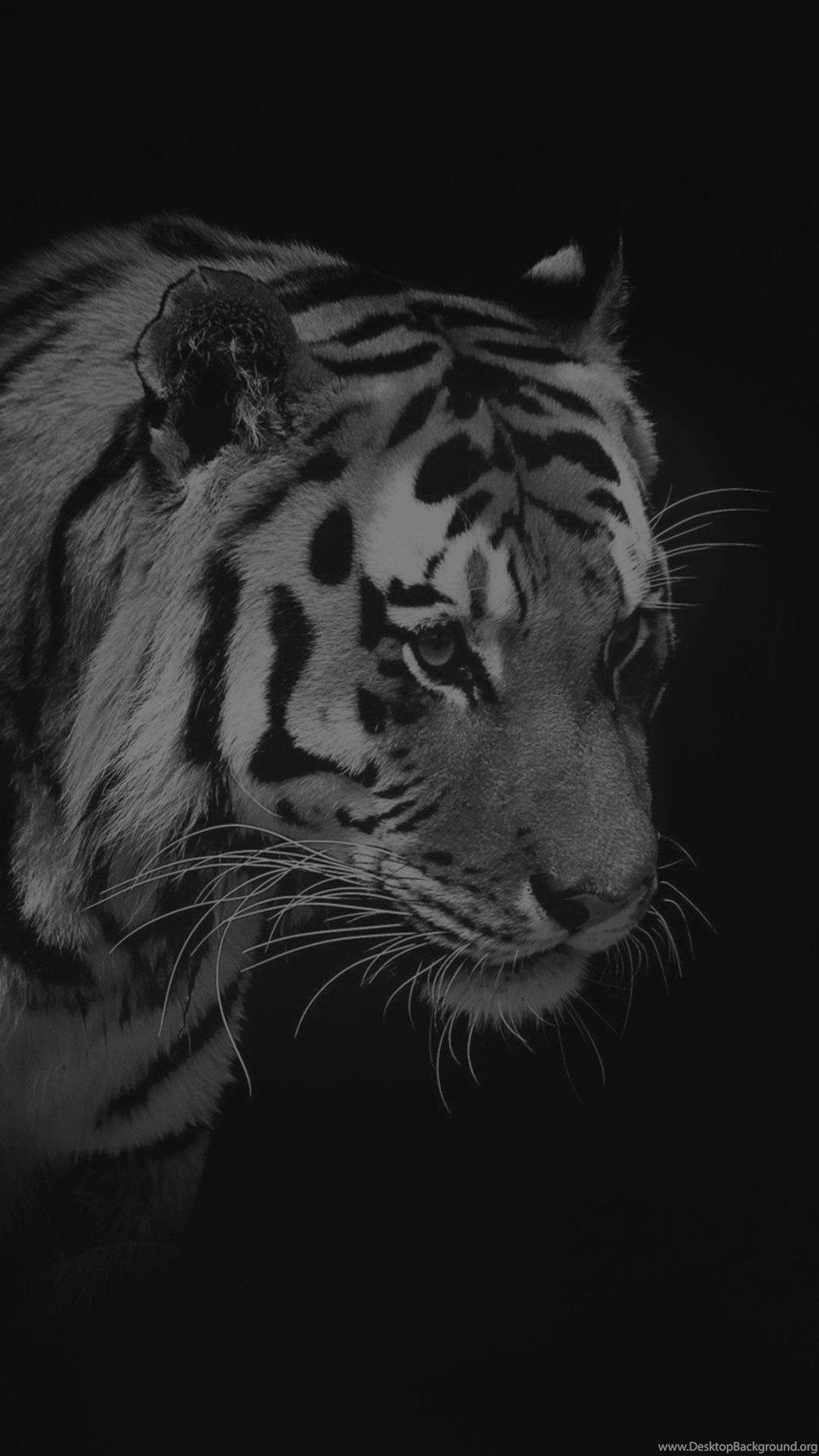 950x1690 Tiger Dark Animal Love Nature iPhone 6 Wallpaper Free Desktop Background, Phone