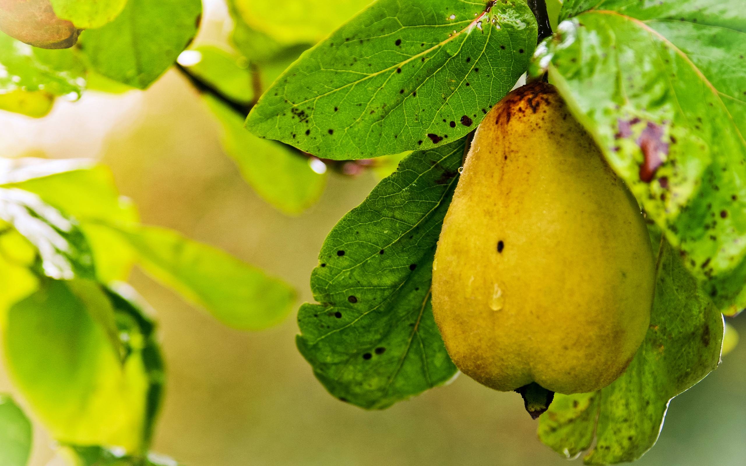 2560x1600 Yellow And Ripe Pear Fruit Wallpaper, Desktop