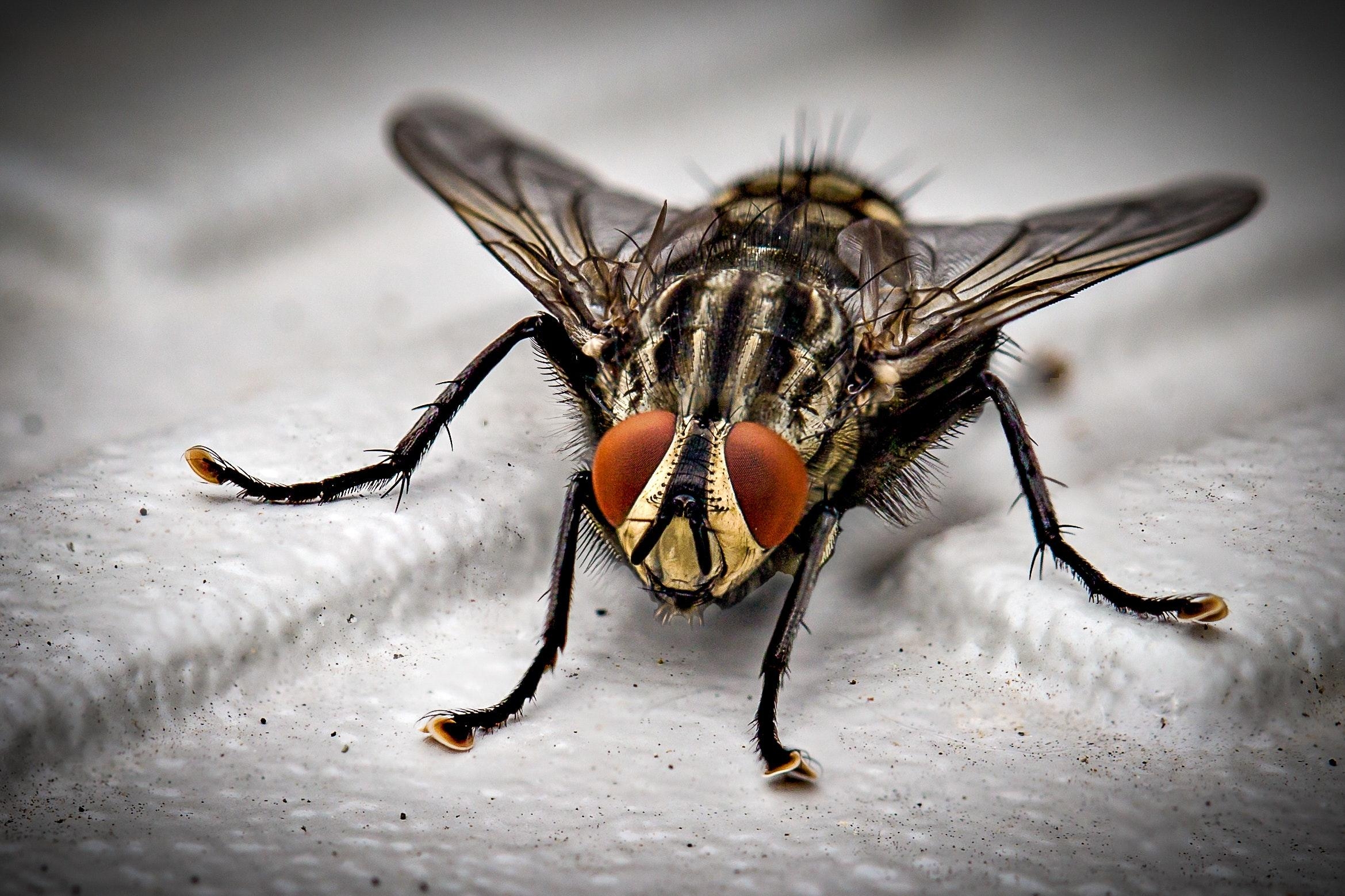 2340x1560 Closeup Photo of Black and Gray Housefly on White Surface, Desktop