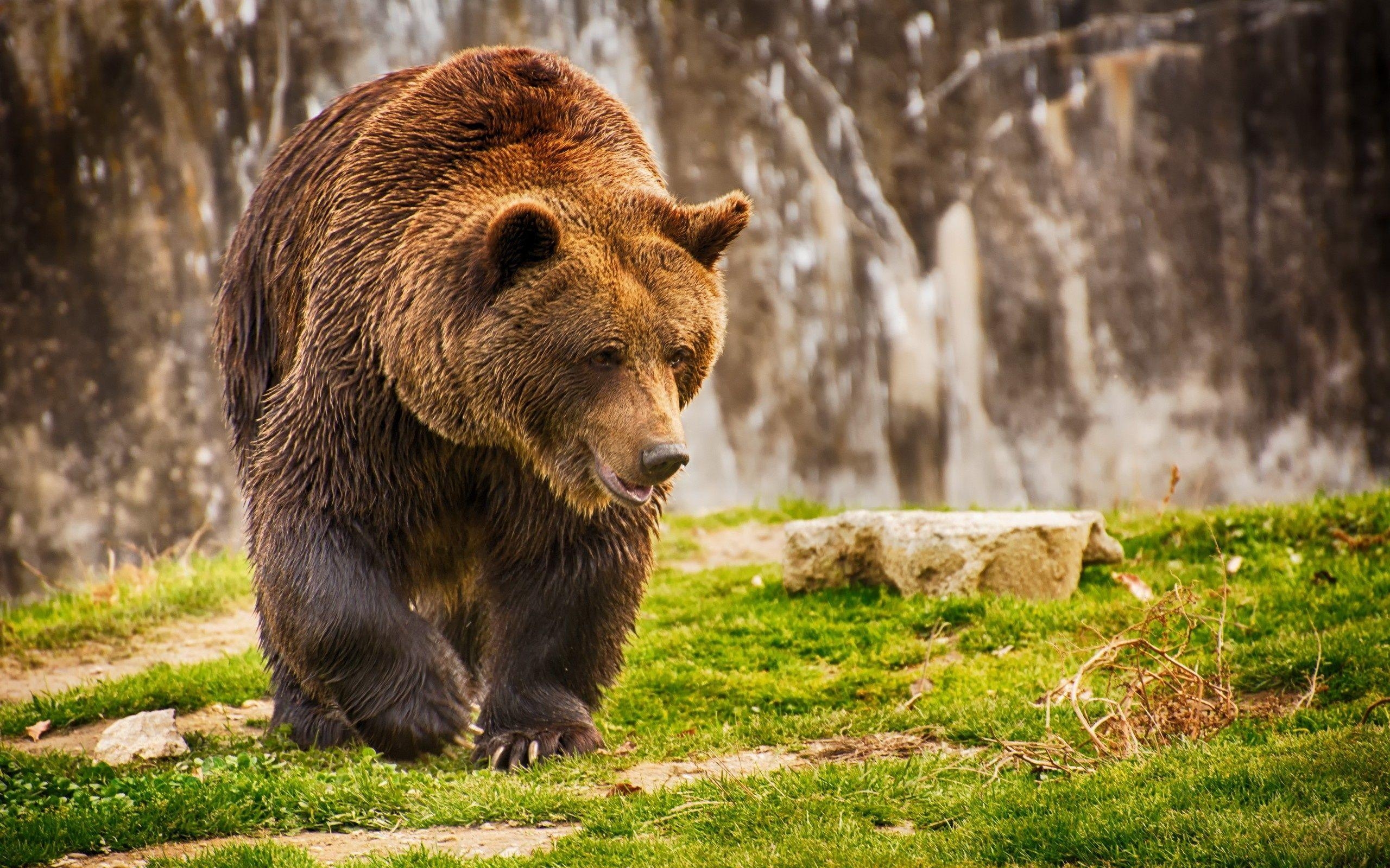 2560x1600 Wallpaper brown bear, bear, romania, grass, wet bear desktop, Desktop