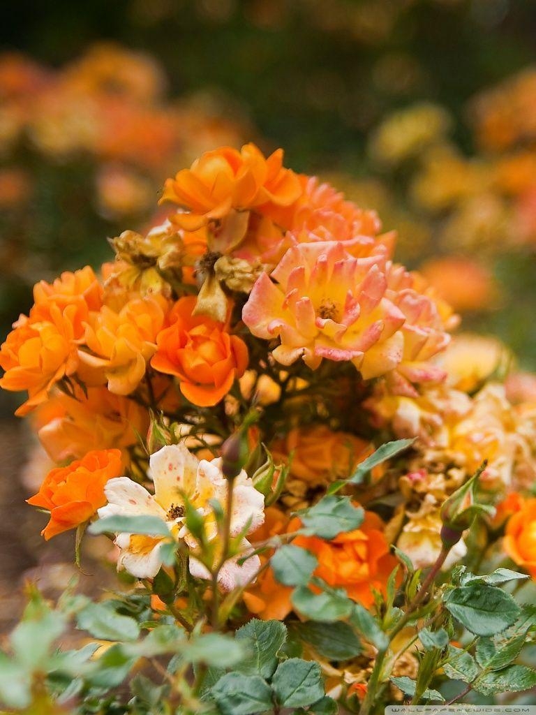 770x1030 Orange Rose Garden ❤ 4K HD Desktop Wallpaper for 4K Ultra HD TV, Phone