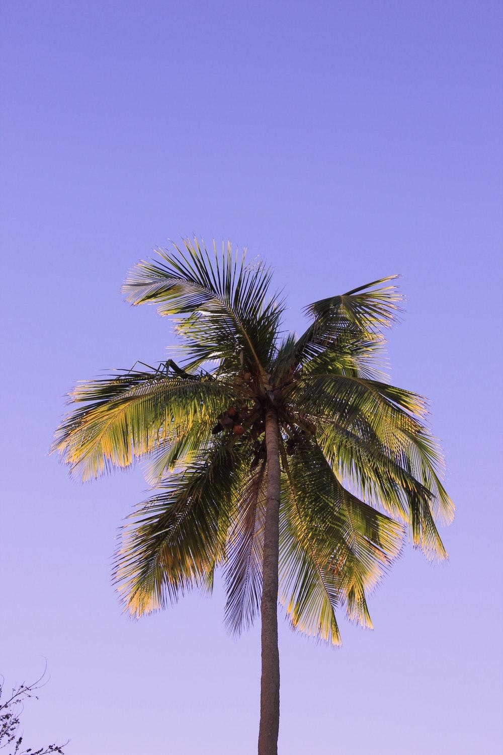 1000x1500 Coconut Tree Picture [HD]. Download Free Image, Phone