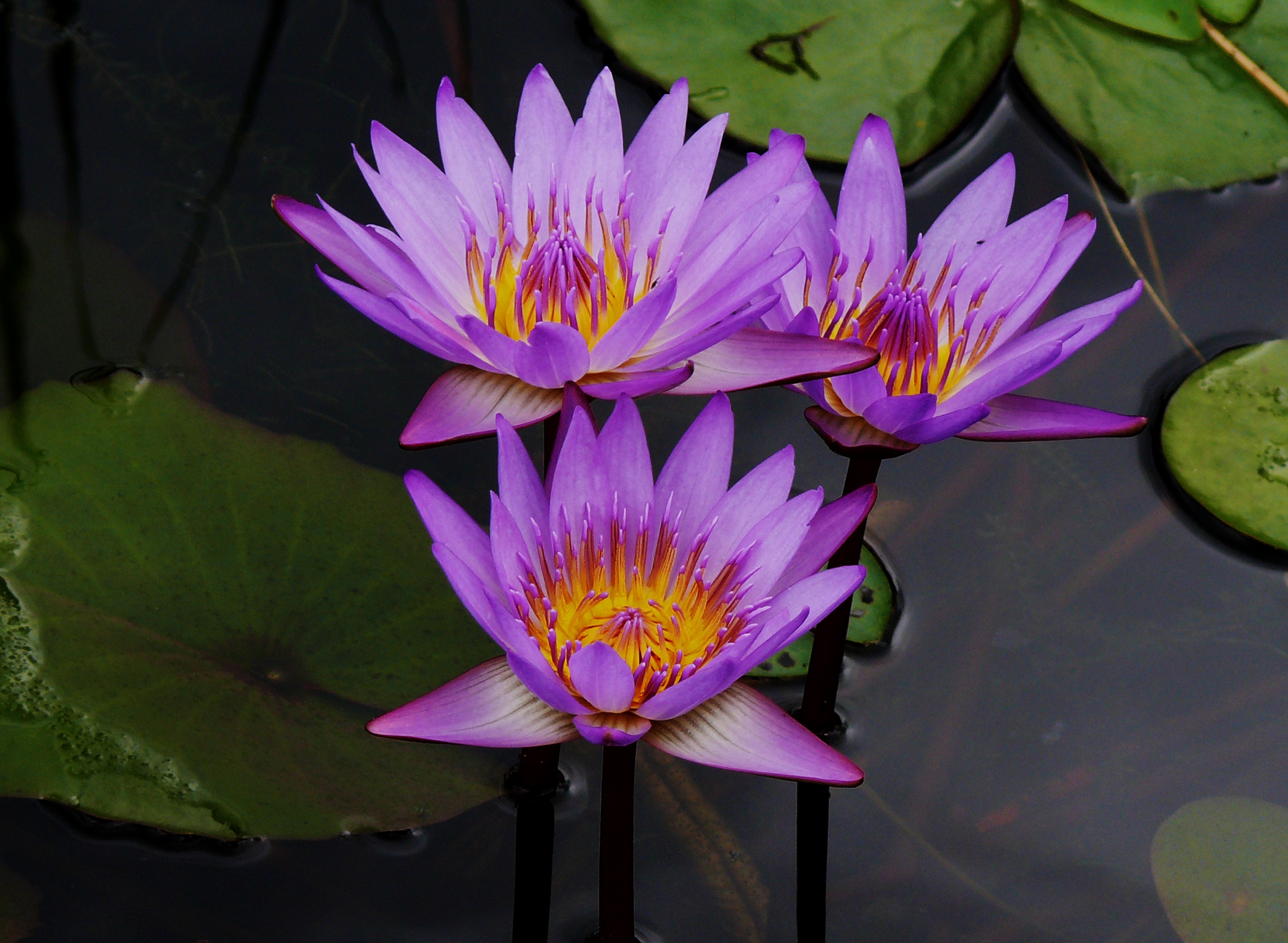 4270x3130 purple water lily. THE DIFFERENCE IS YOU, Desktop