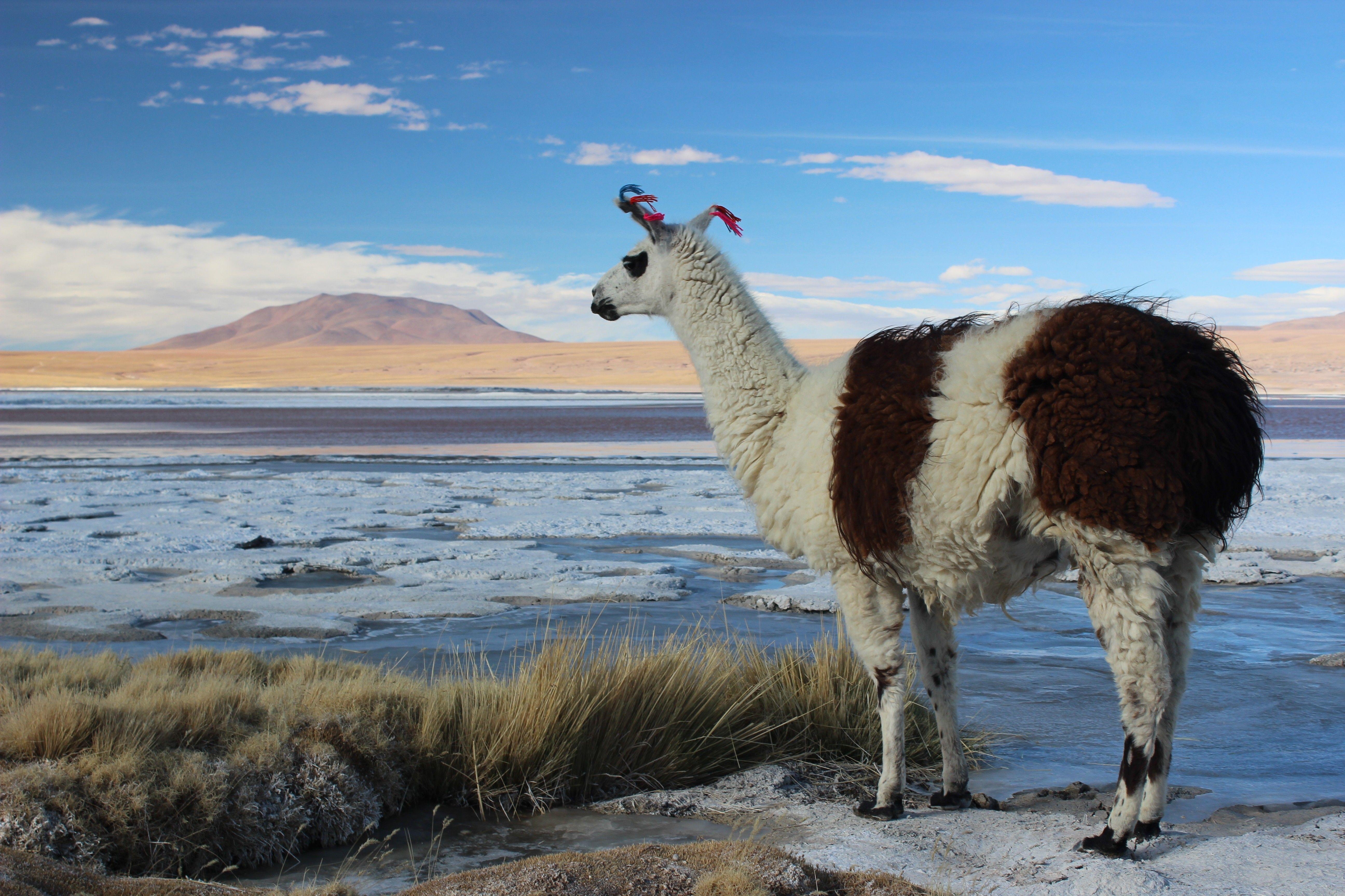 5190x3460 Llamas Bolivia Salt Wallpaper, Desktop