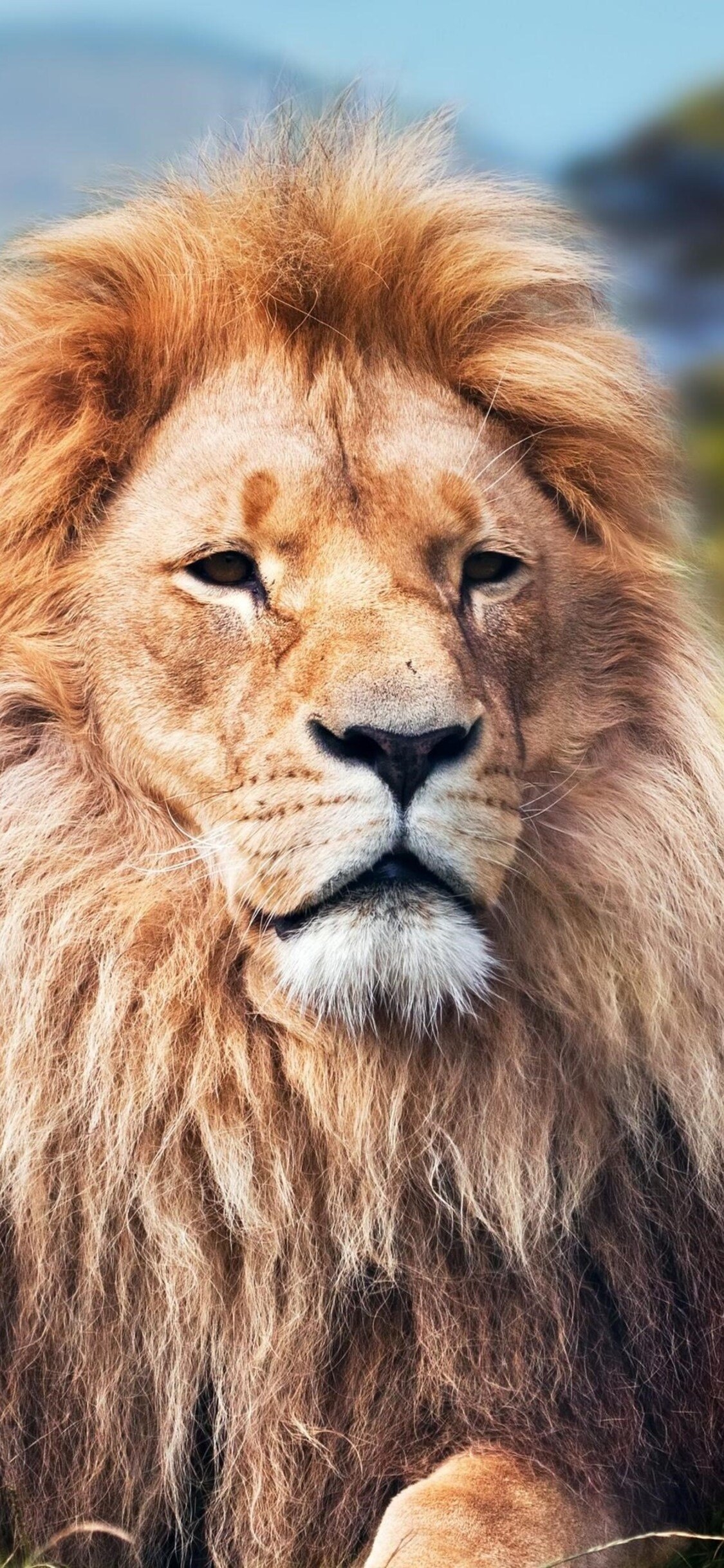 1130x2440 Lion 4k iPhone XS, iPhone iPhone X HD 4k Wallpaper, Image, Background, Photo and Picture, Phone