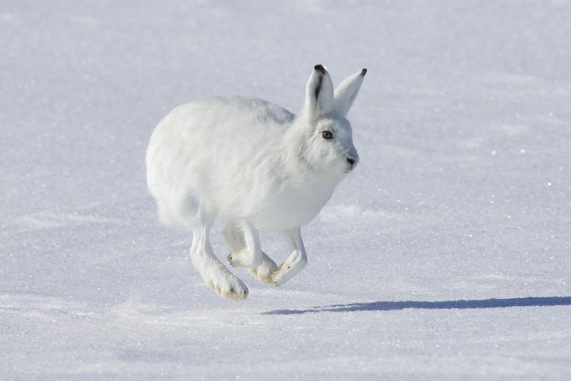 2000x1340 Hare HD Wallpaper and Background Image, Desktop