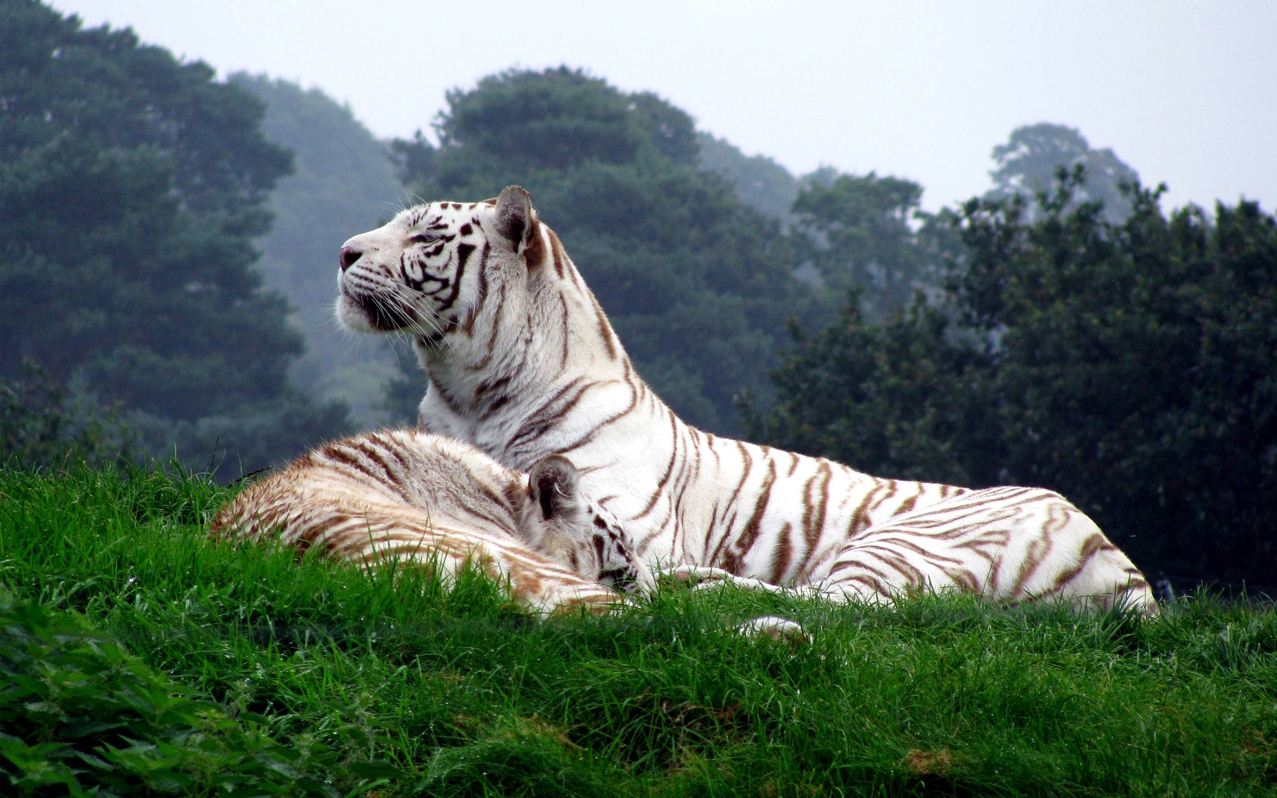 2560x1600 White Tigers Wallpaper Full HD, Desktop