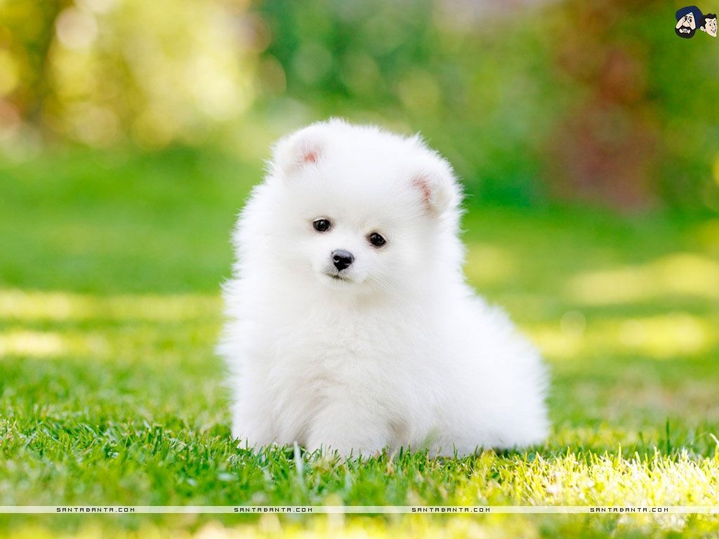 1030x770 The most adorable wallpaper of a Pomeranian teacup dog, Desktop