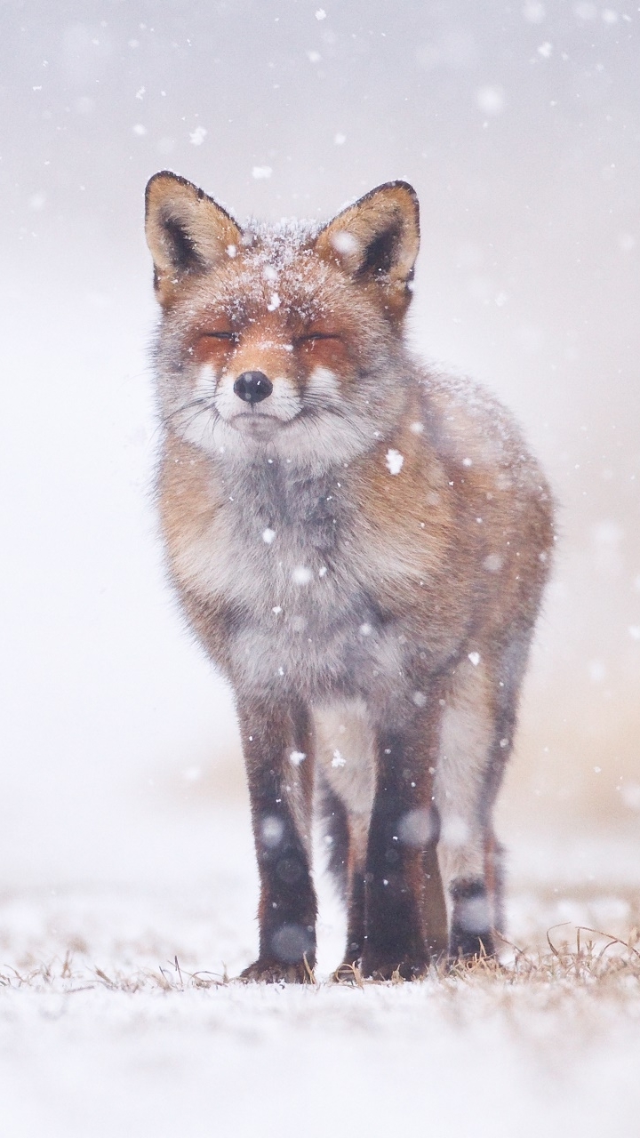 720x1280 Animal Fox, Phone