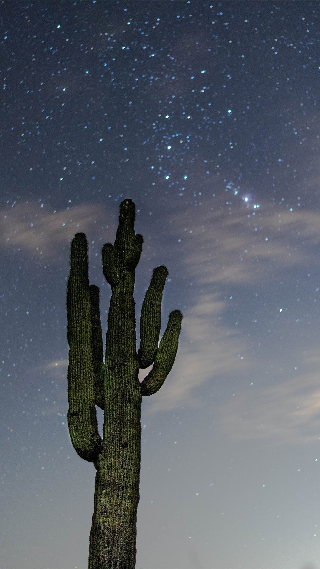 1080x1920 low angle photography of green cactus iPhone Wallpaper Free Download, Phone