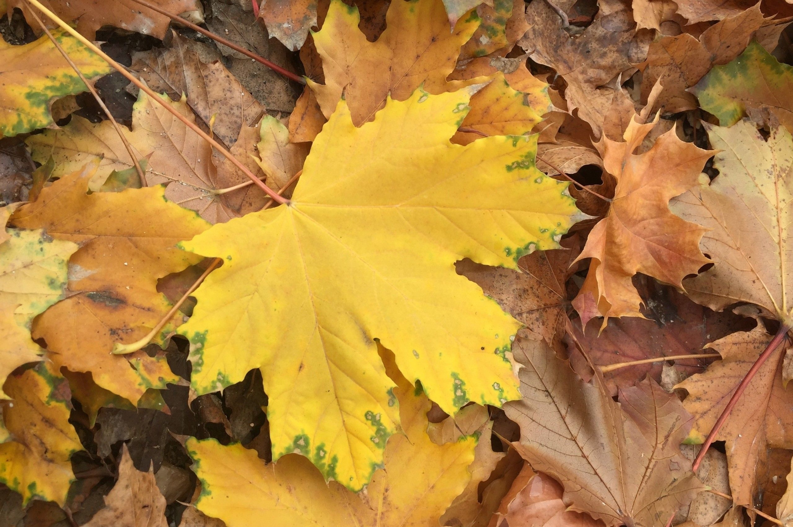 2560x1700 Download  Autumn Leaves, Maple, Fall Wallpaper for Chromebook Pixel, Desktop