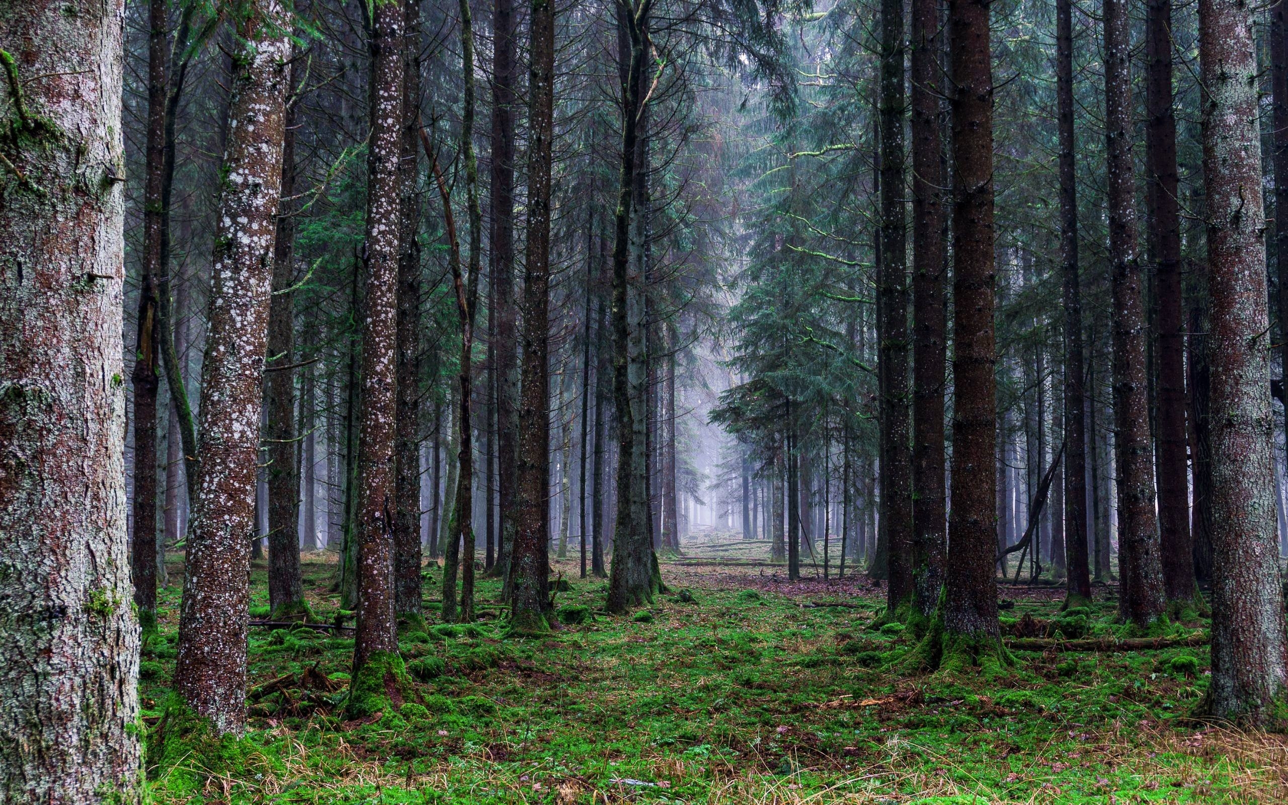 2560x1600 Rainy Forest HD wallpaper, Desktop