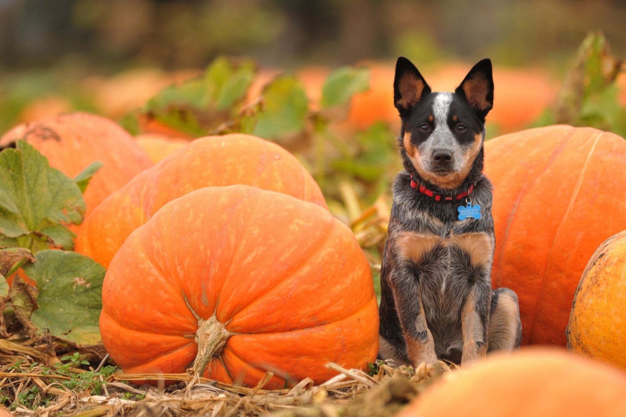 2050x1370 Dogs Pumpkin autumn halloween wallpaperx1365, Desktop