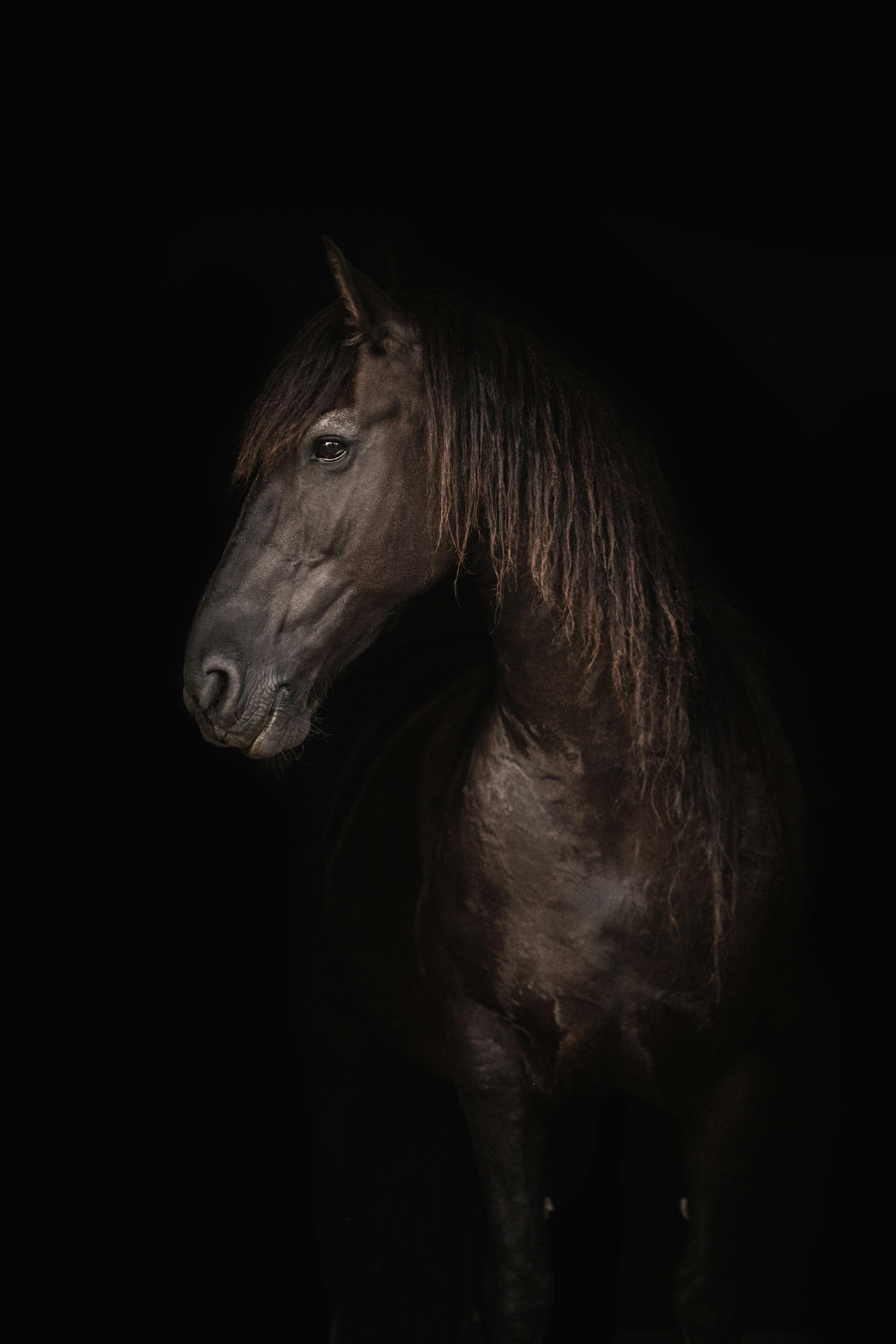 4160x6240 Dark Horse Photo, Download The BEST, Phone