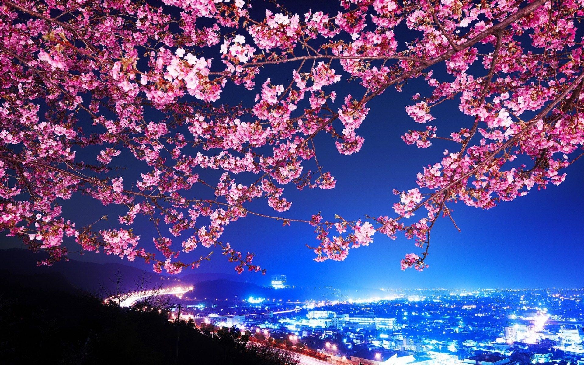 1920x1200 Cherry Blossom Desktop Background Wallpaper, Desktop