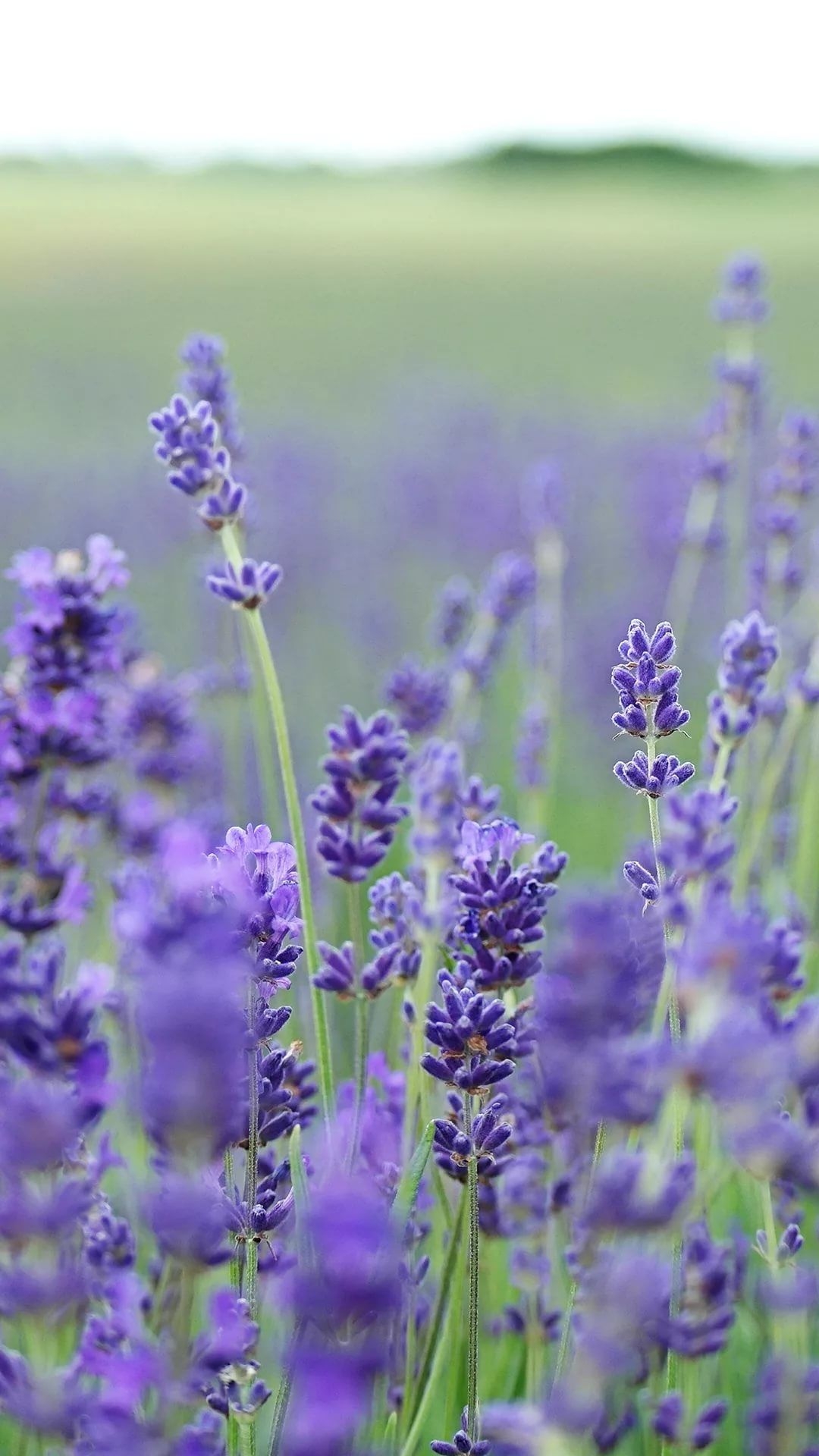 1080x1920 Lavender iPhone Wallpaper Free Lavender iPhone Background, Phone