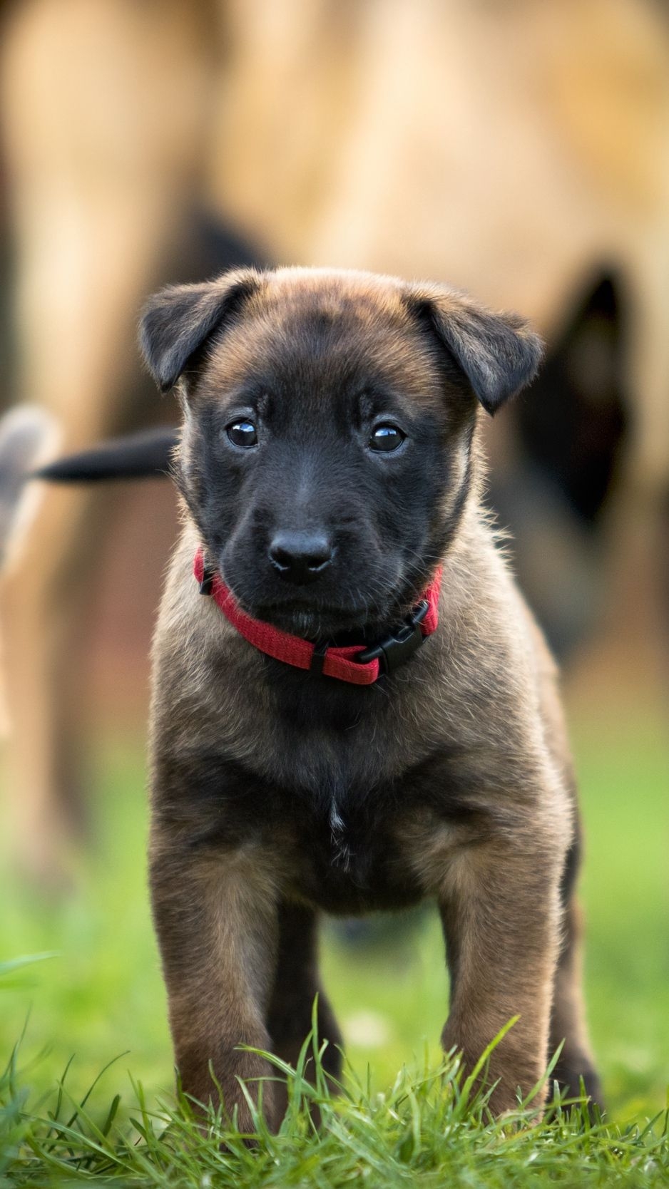 940x1670 Best Free Cute Dog Wallpaper, Phone