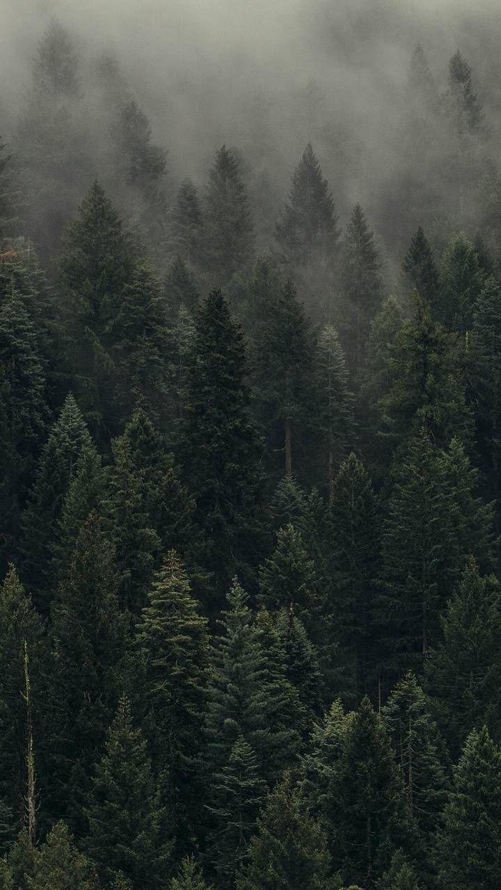 720x1280 Foggy Forest wallpaper, Phone