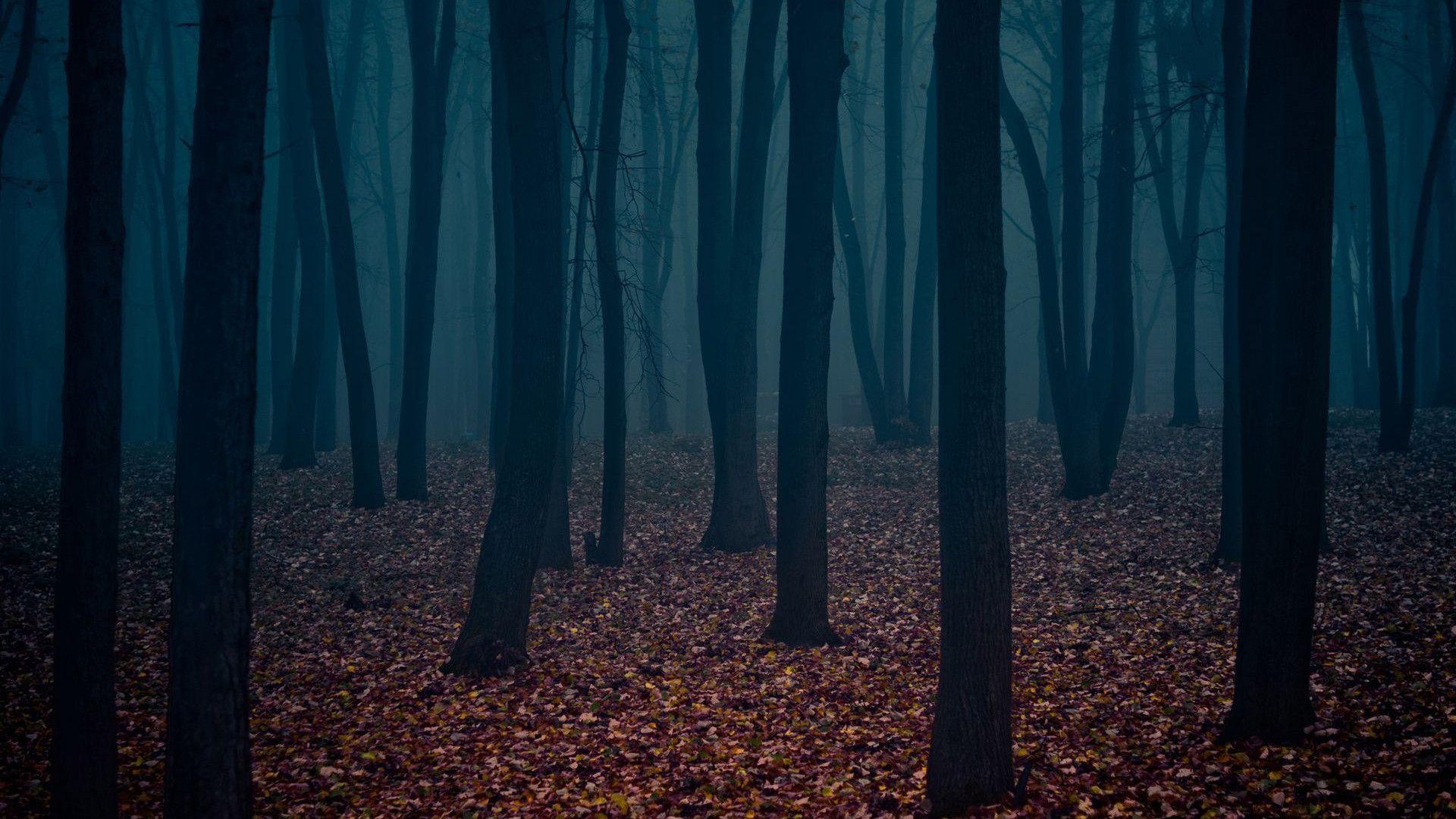 1920x1080 Wallpaper For > Dark Forest Wallpaper, Desktop