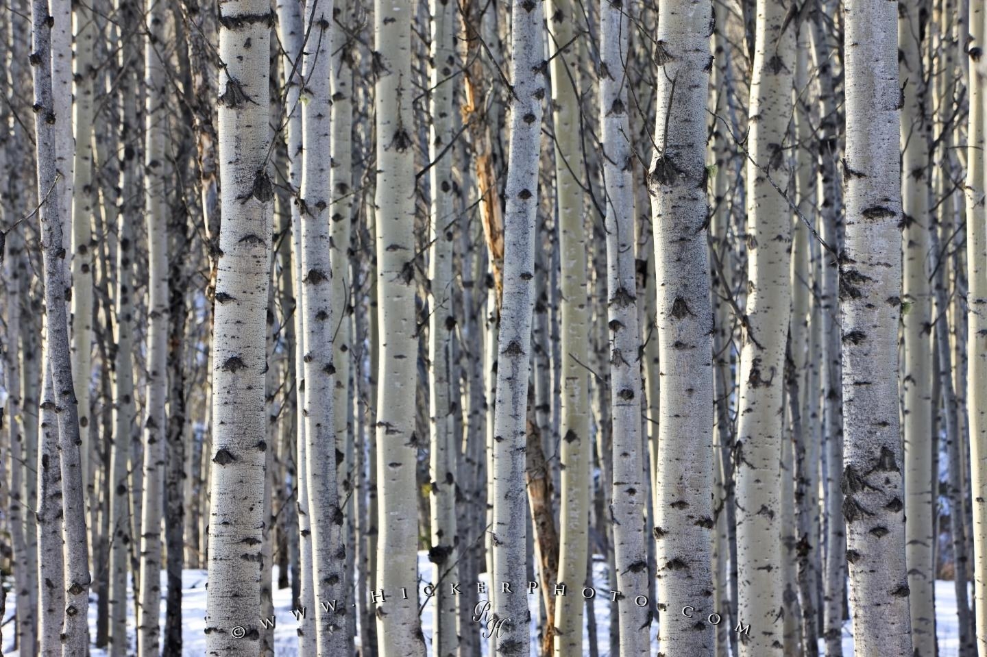 1440x960 Aspen Tree Wallpaper, Desktop