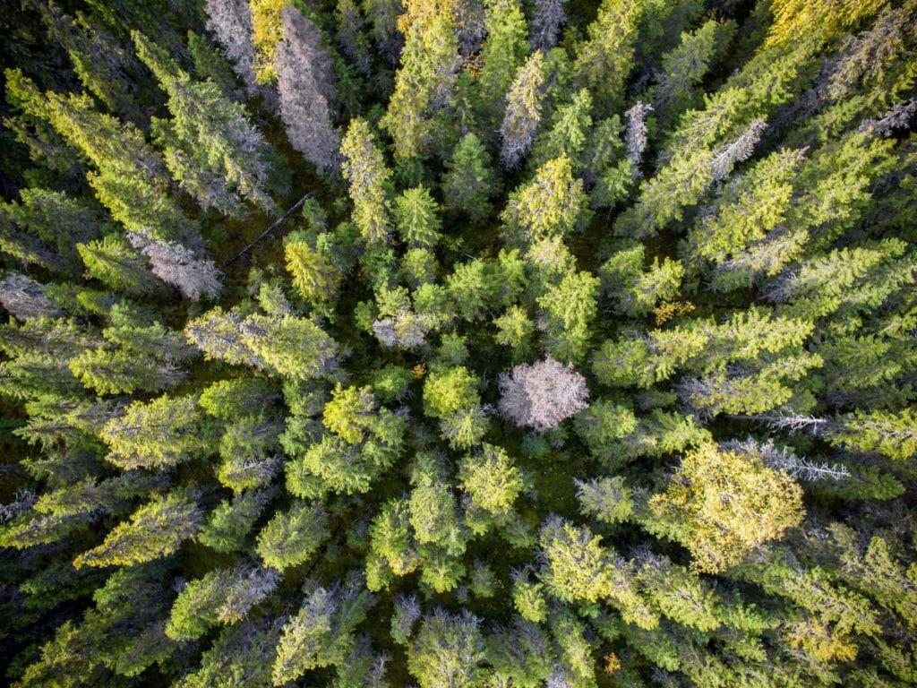 1030x770 In picture: Fantastic Forests, celebrate Terrific Trees, Desktop