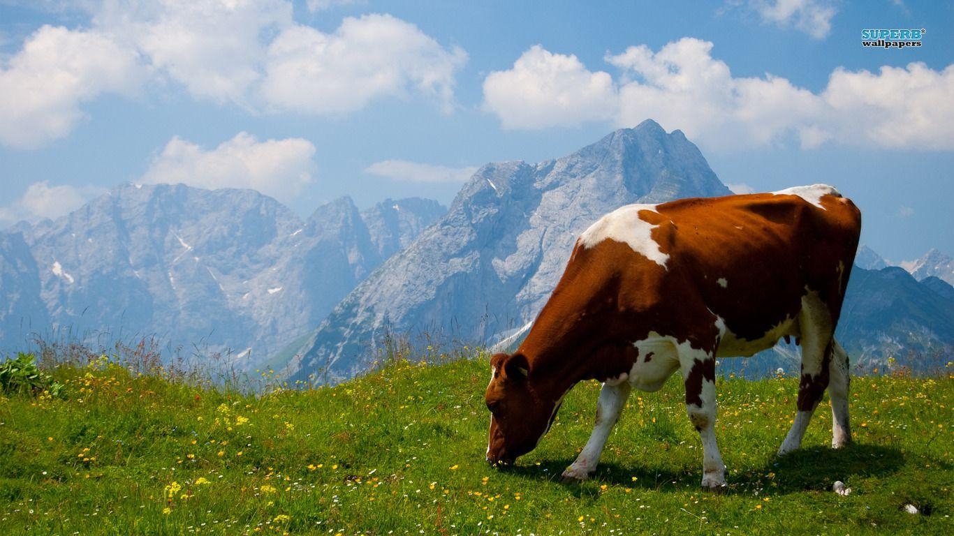 1370x770 cow Wallpaper and Background Imagex768, Desktop