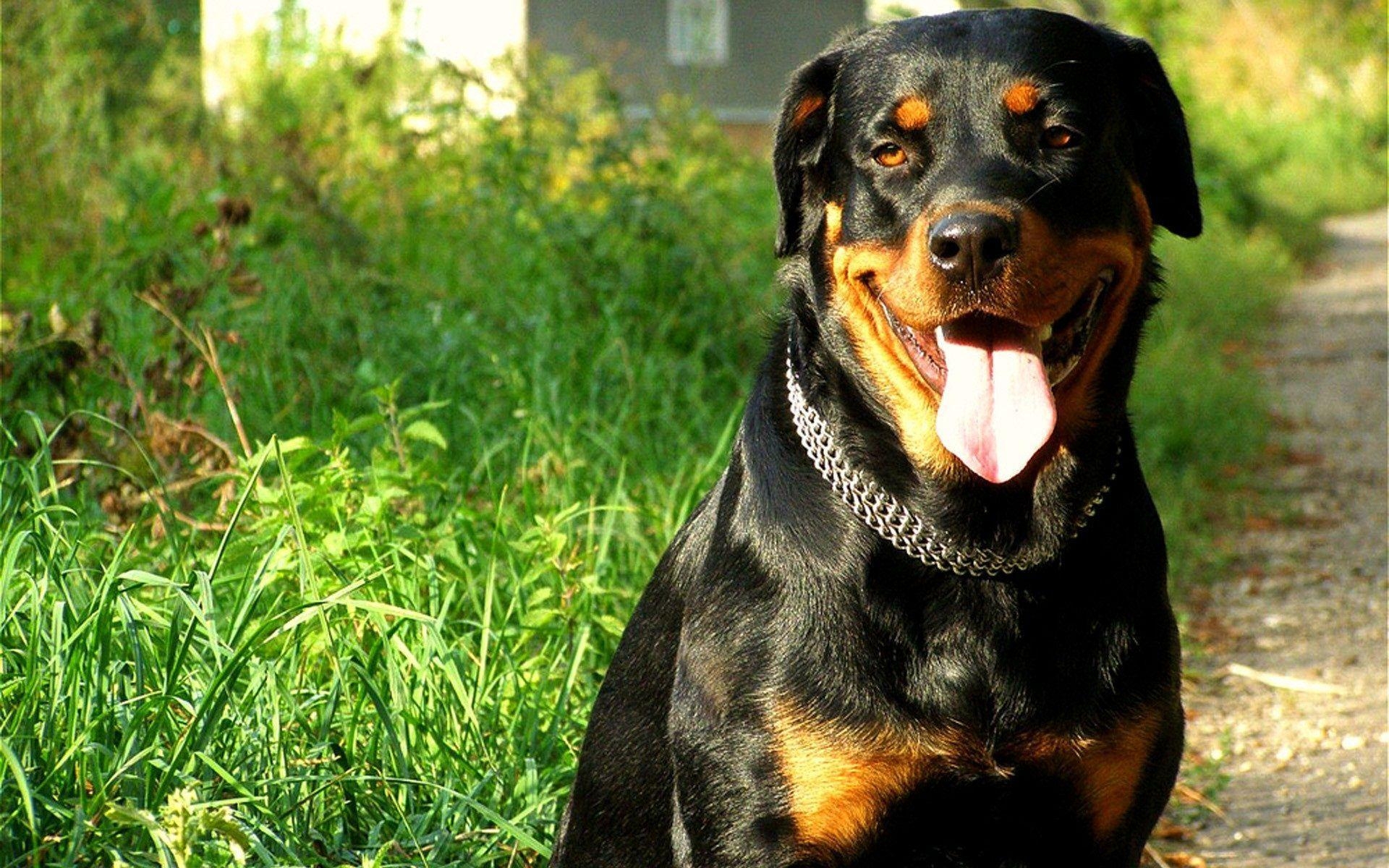 1920x1200 image For > Rottweiler Wallpaper, Desktop