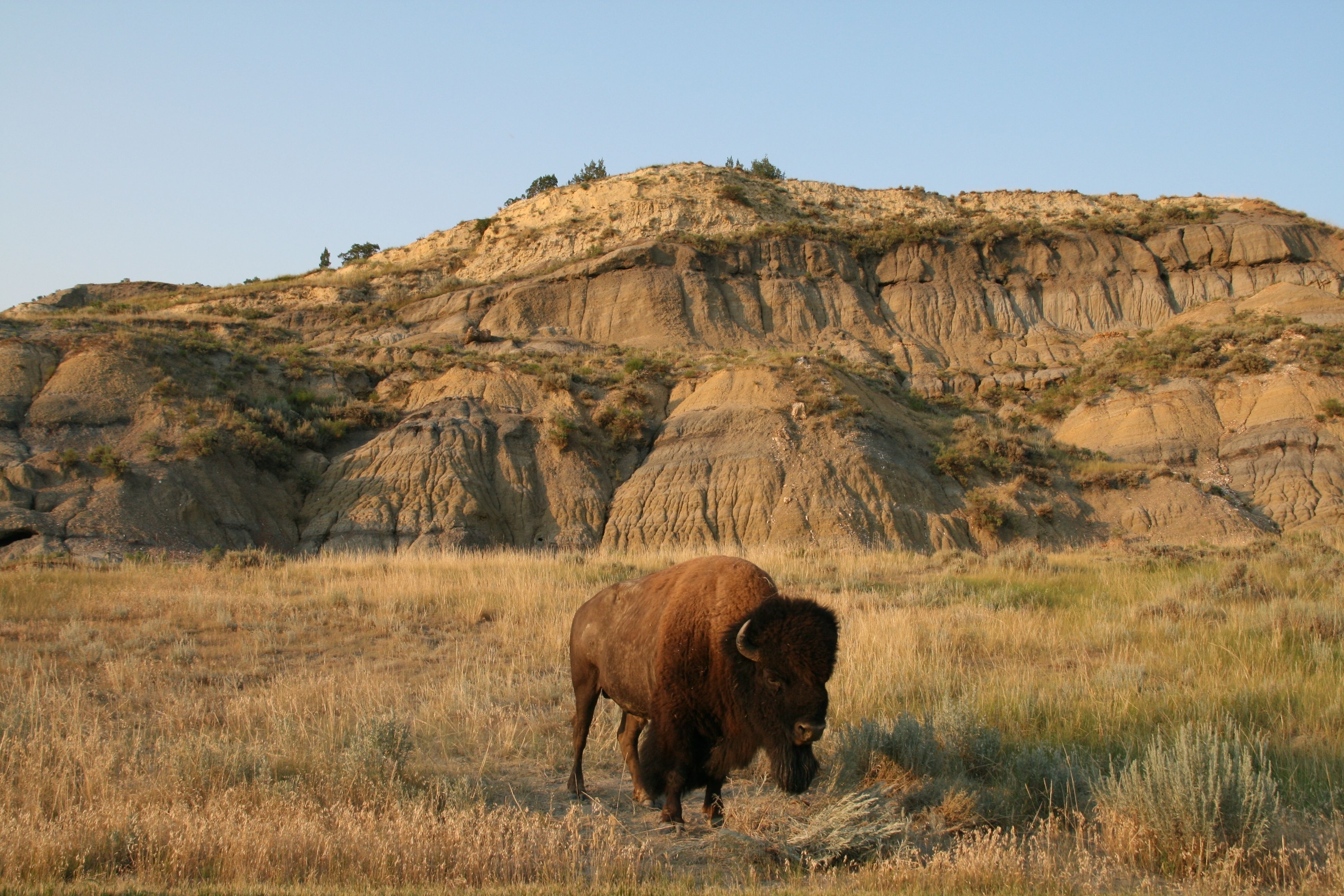 3890x2600 Theodore Roosevelt National Park Park in United States, Desktop