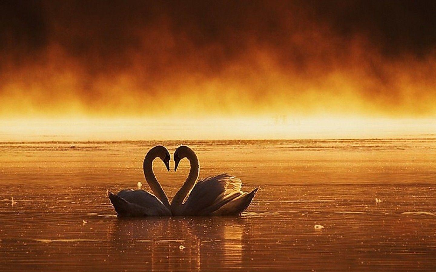 1440x900 Loving Swans Couple Alone HD Wallpaper Best Love HD Wallpaper, Desktop