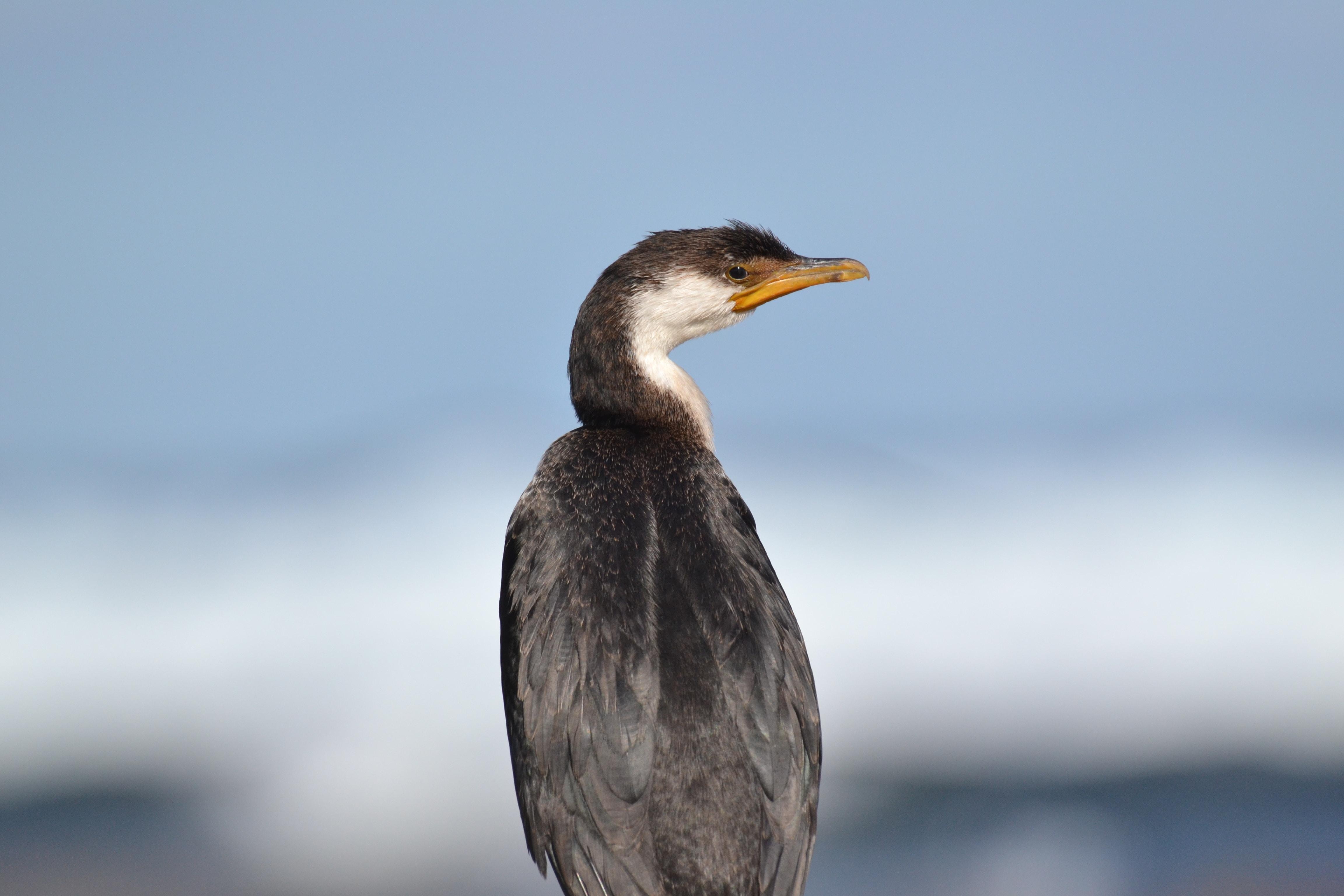 4610x3080 Cormorant Picture. Download Free Image, Desktop