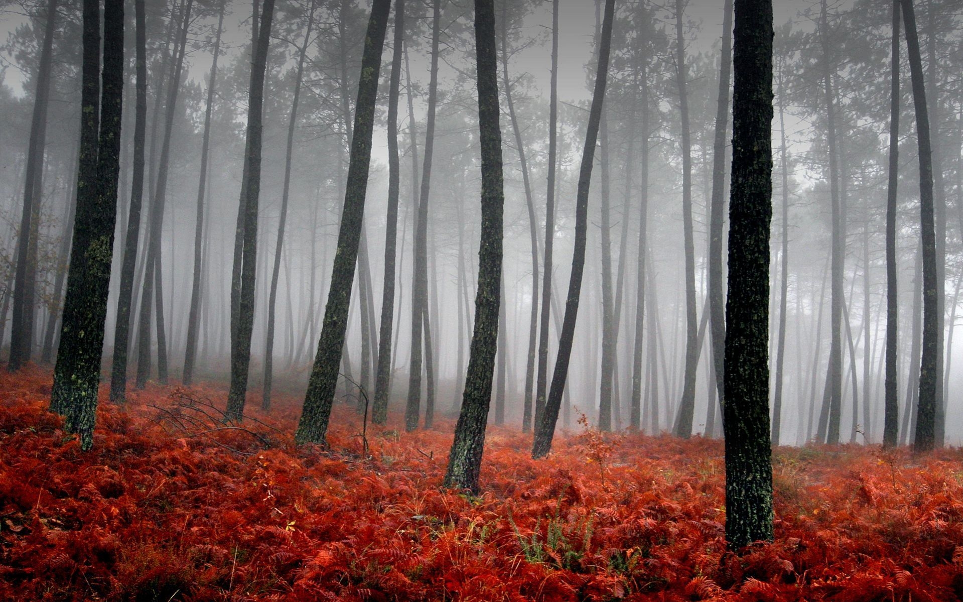 1920x1200 Creepy yet lovely forest reminds us of #Halloween!!. Forest wallpaper, Forest mural, Fall wallpaper, Desktop