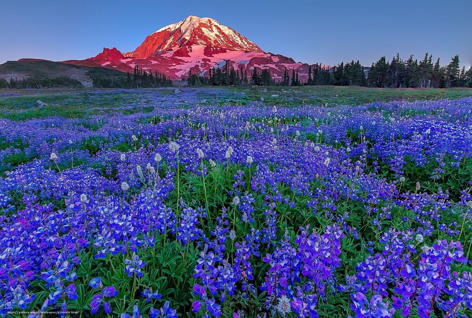 1600x1080 Download wallpaper Mount Rainier National Park, US National Parks, Desktop