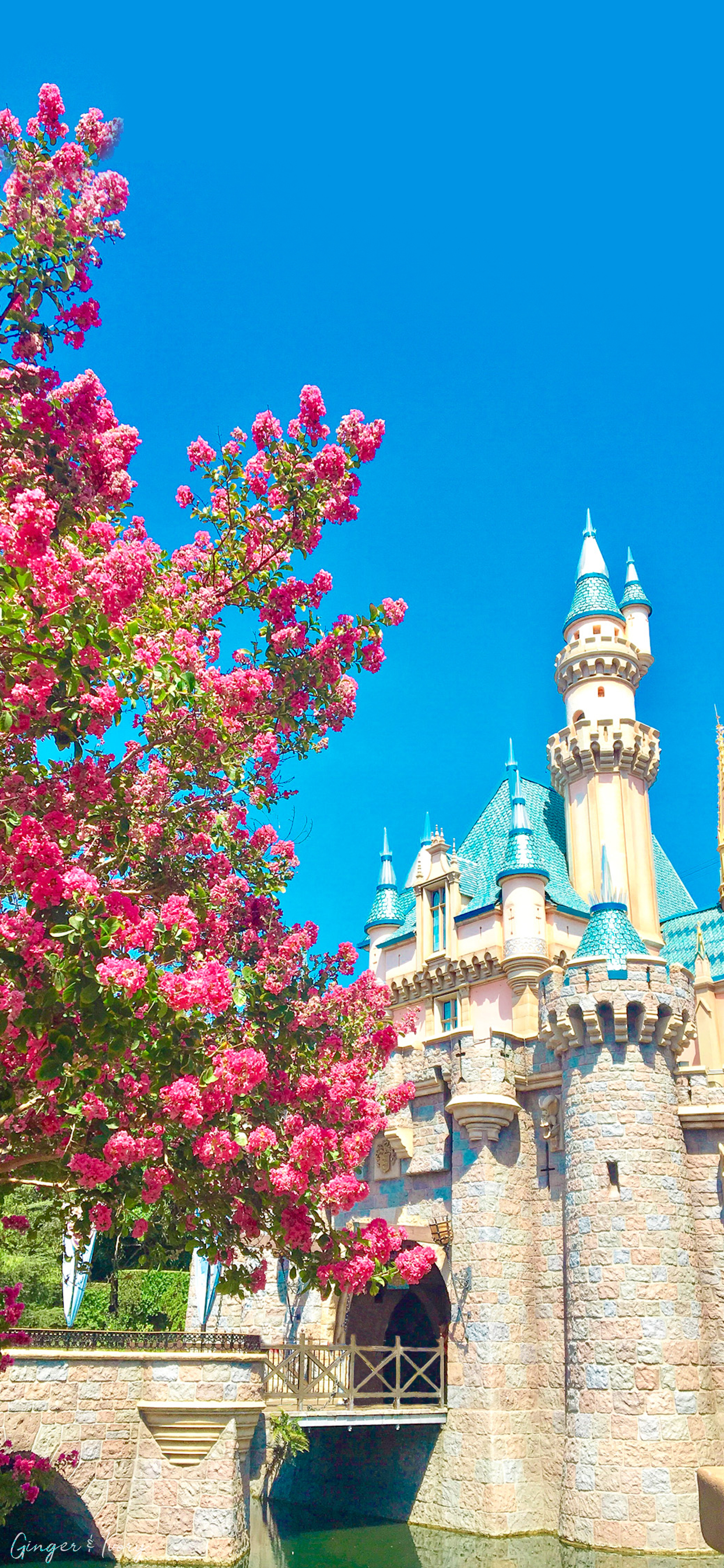 1250x2690 Disneyland iPhone Wallpaper HD Wallpaper, Phone